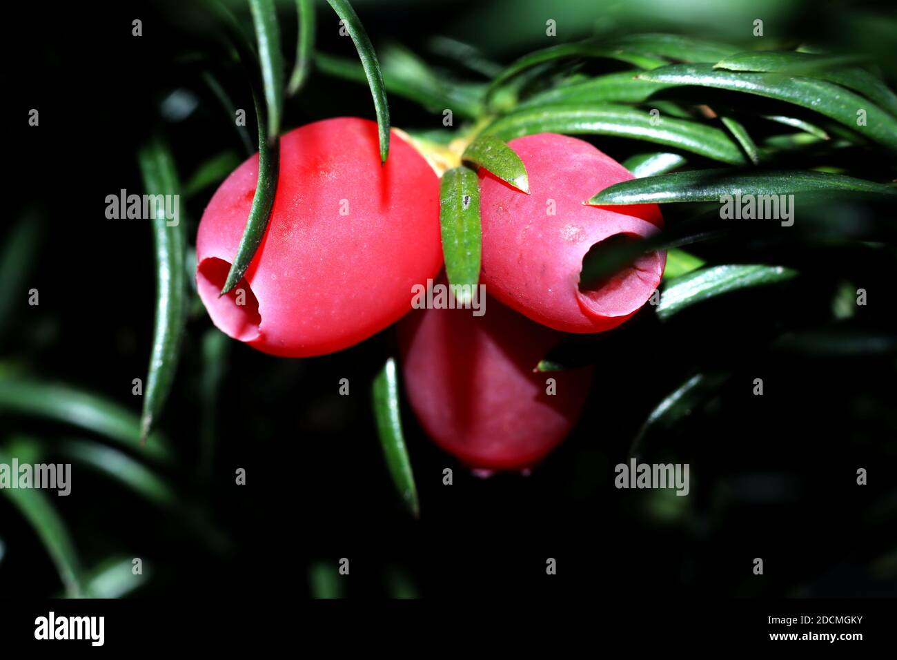 Rote Beeren der europäischen Eibe, auch als Taxus Bachata Baum bekannt - Makro Stockfoto