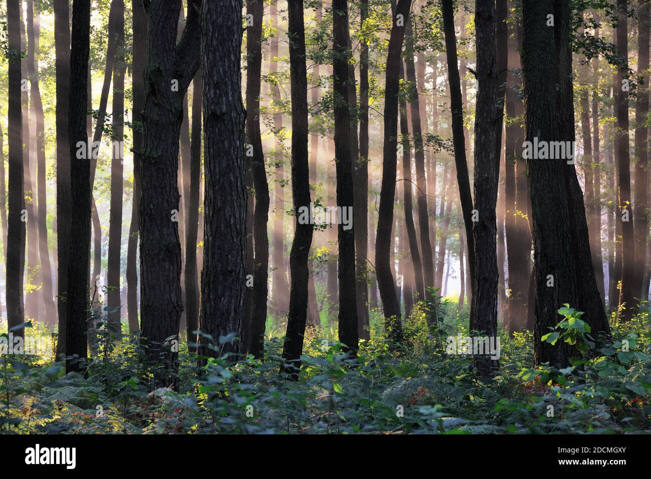 Wald mit Baum. Die Sonnenstrahlen leuchten durch den Stamm. Majestätische Frühling Tapete Hintergrund. Stockfoto