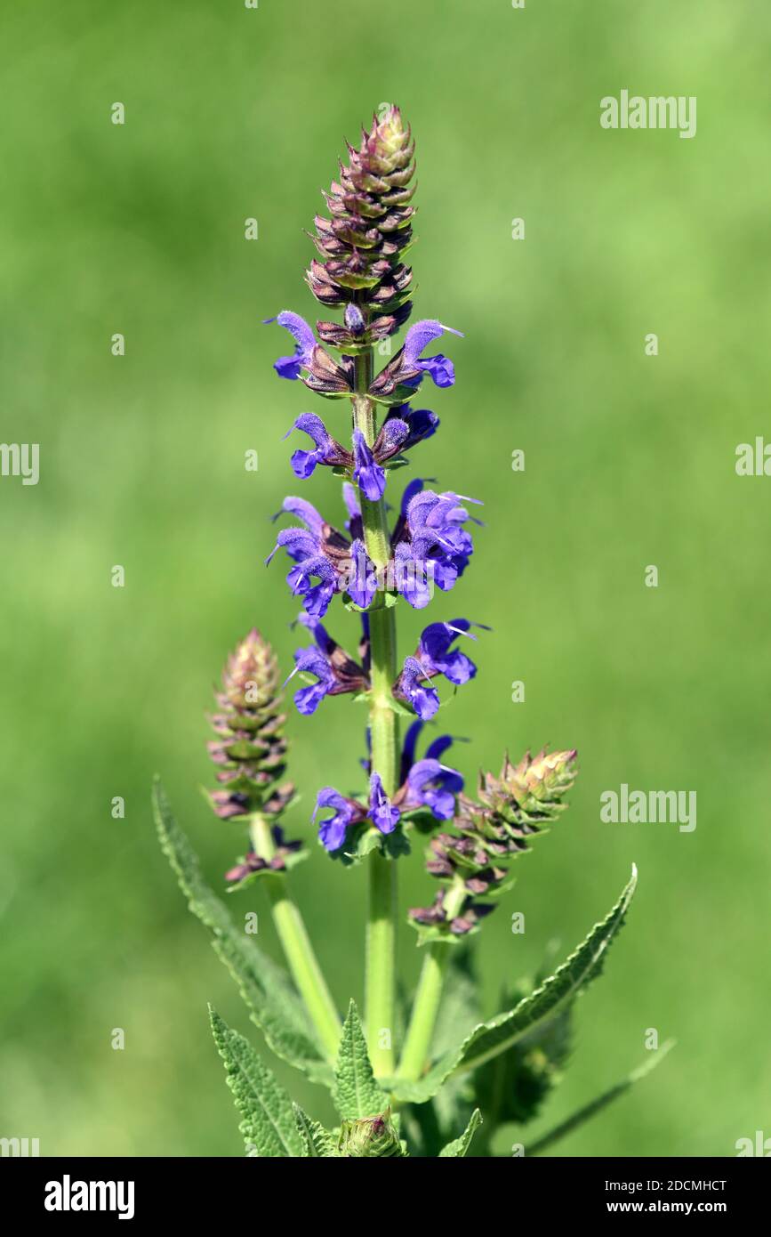 Steppensalbei, Salvia nemorosa ist eine atraktive, mit blau Blueten versehene, Staudenpflanze für einen Steingarten. Steppensalbei, Salvia nemorosa, Stockfoto