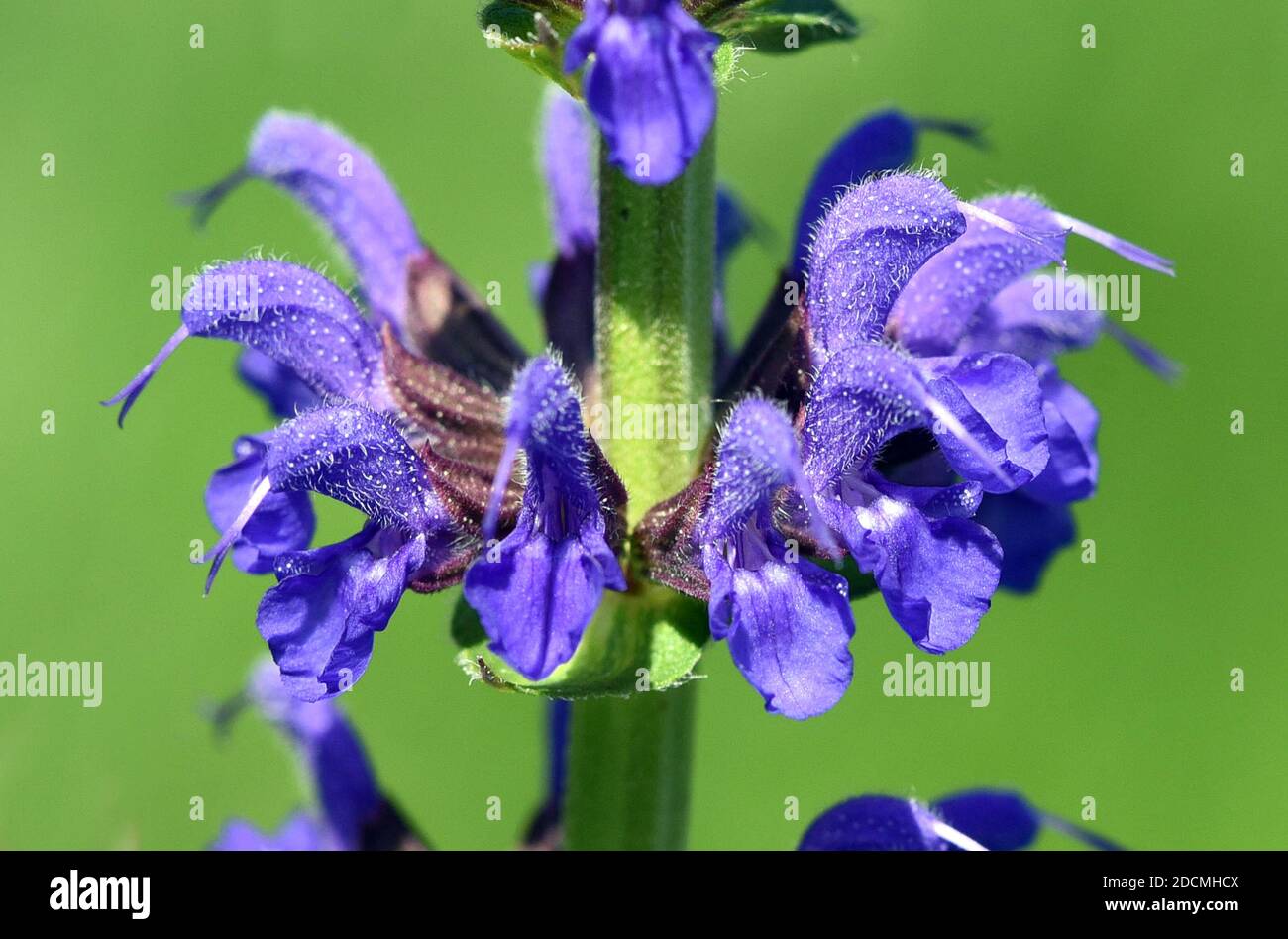 Steppensalbei, Salvia nemorosa ist eine atraktive, mit blau Blueten versehene, Staudenpflanze für einen Steingarten. Steppensalbei, Salvia nemorosa, Stockfoto