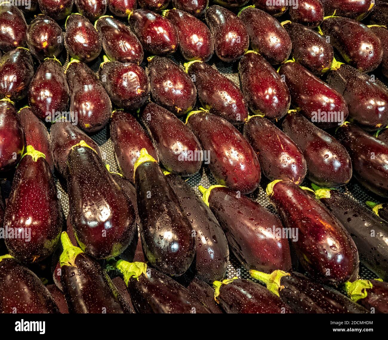 Wassertröpfchen auf Auberginen oder Auberginen auf dem Lebensmittelmarkt. Stockfoto
