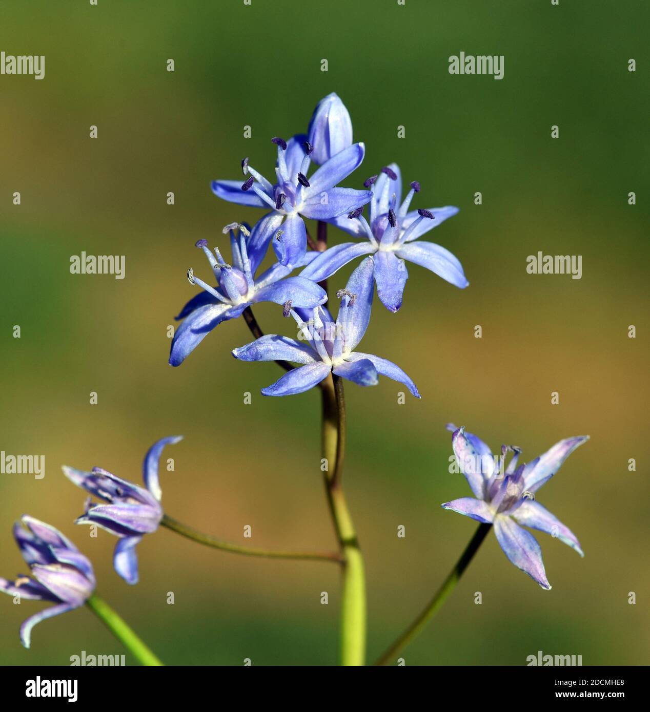 Zweiblassiger Blaustern ist eine wilde wachsende Blume mit blauen Blueten. Zweiblättriger Tintenkill ist eine wilde Blume mit blauen Blüten. Stockfoto