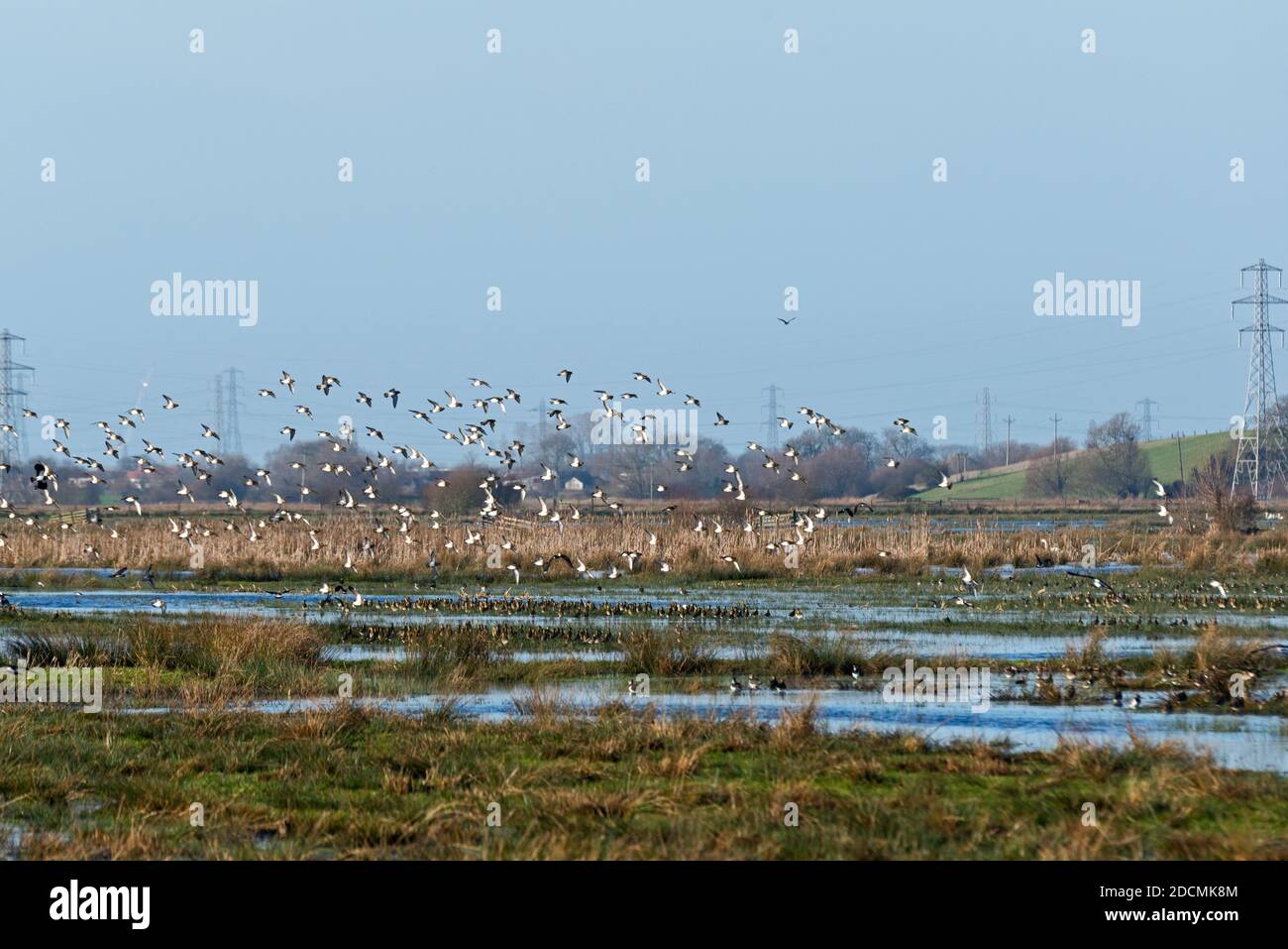 Ein Schwarm von Kiebitzen und anderen Wasservögeln, die über das RSPB-Naturschutzgebiet am Gray Lake auf den Somerset-Ebenen fliegen. Stockfoto