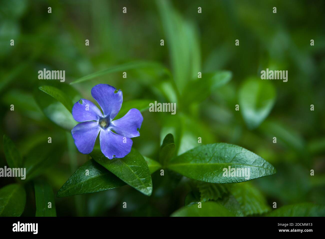 Eine blaue Periwinkle Blume in grünen Blättern Stockfoto