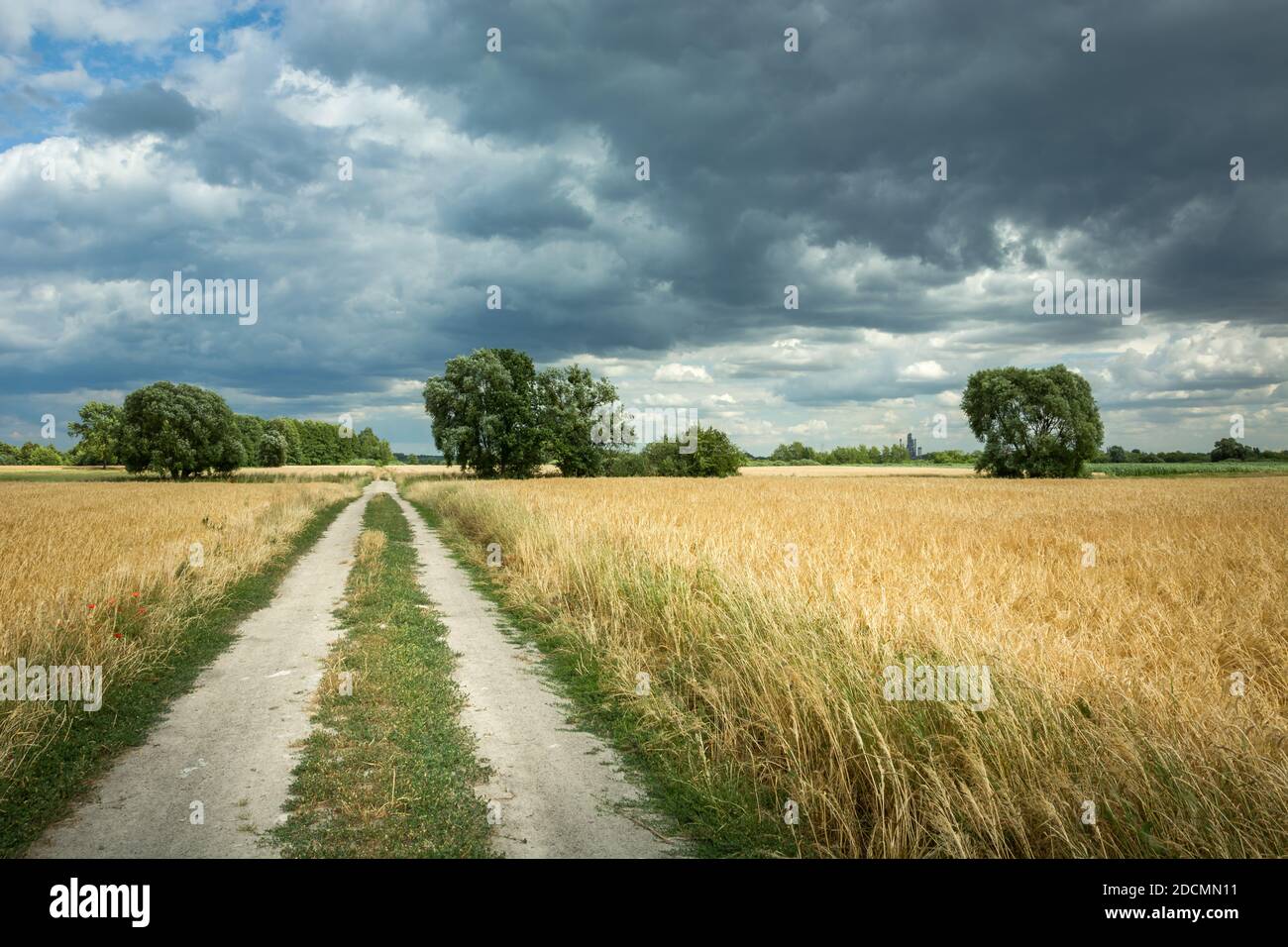 Landstraße zwischen Feldern mit Getreide und bewölktem Himmel Stockfoto