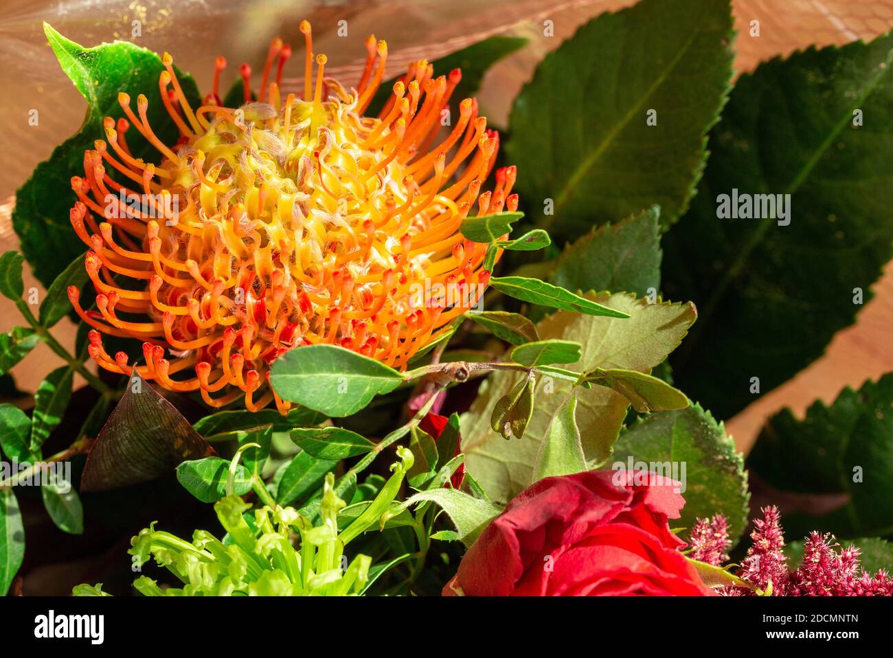 Blumenfeuerwerk. Schöne Orange Protea Blume. Teil Von Bouquet.  Makrofotografie Stockfotografie - Alamy