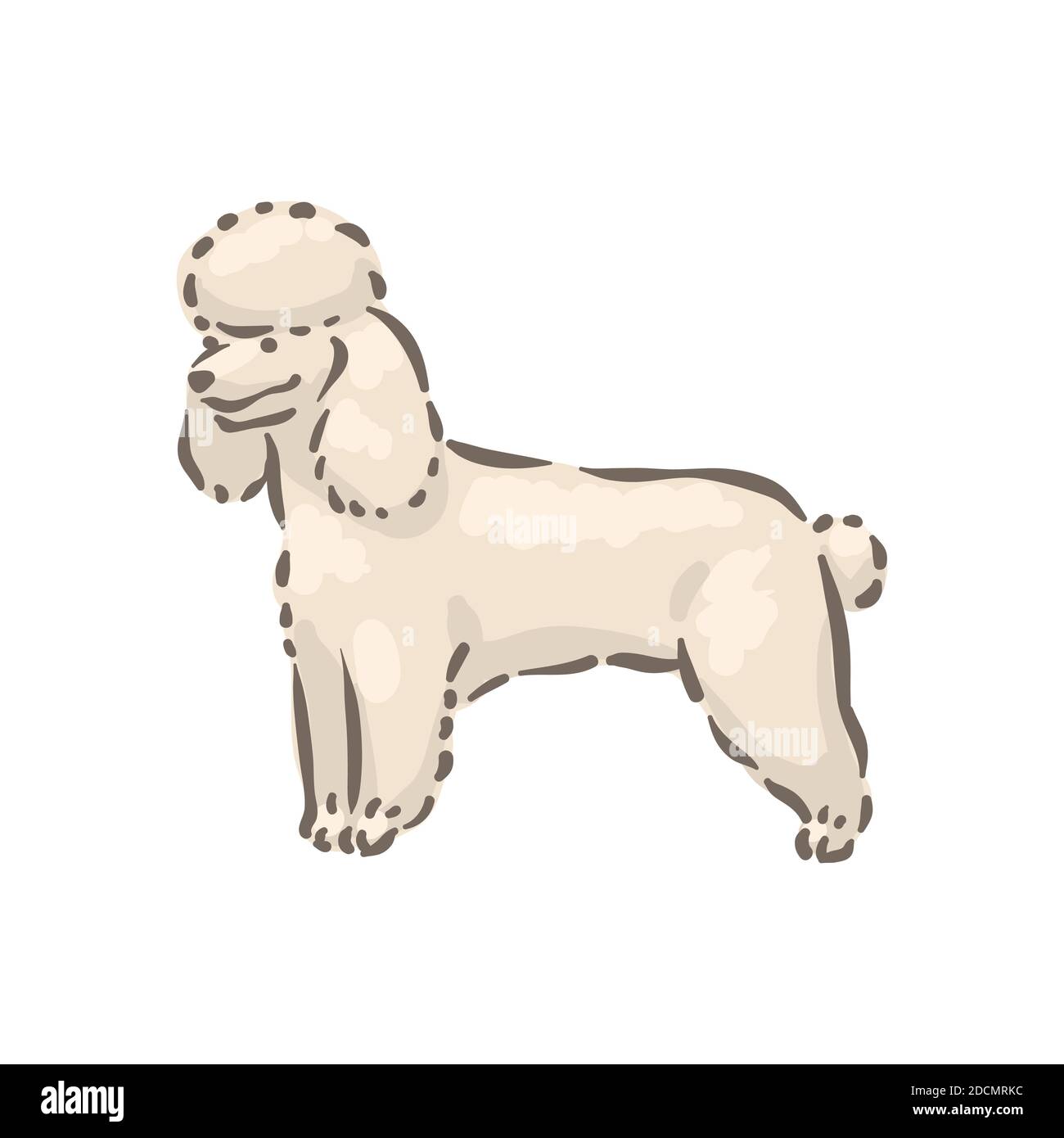 Niedlichen Hund Pudel Rasse Stammbaum Vektor Illustration Stock Vektor