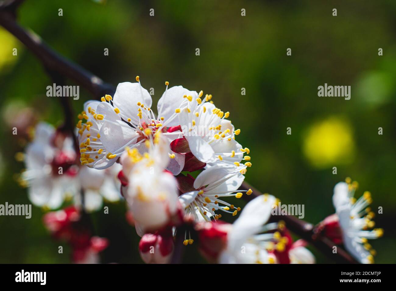 Schöner Zweig mit Aprikosenblüte. Nahaufnahme. Farben des Frühlings Stockfoto