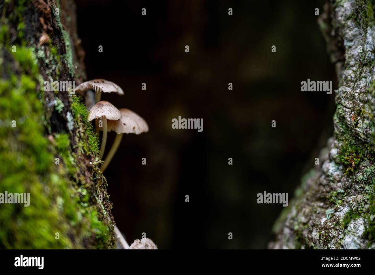 Pilze Bewachen Sie den Eingang zu Tree Hollow in Smokies Wald Stockfoto