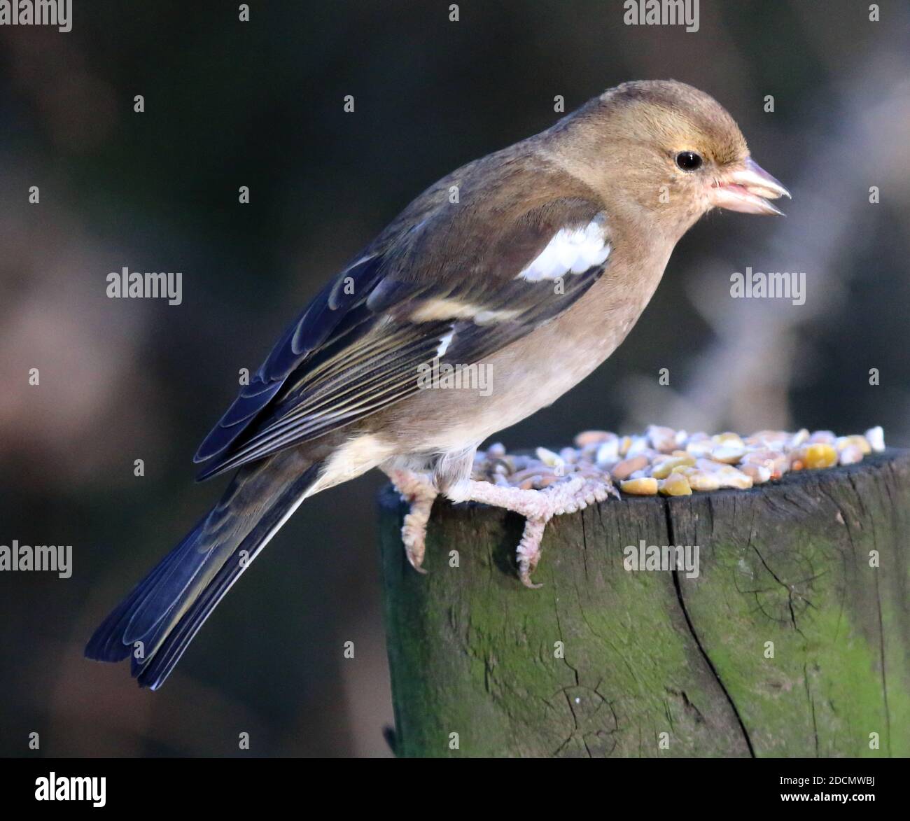 Gemeiner Chaffinch (Fringilla coelebs) weiblich Stockfoto