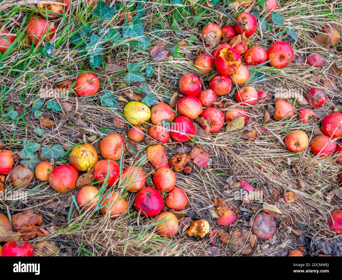 Im frühen Winter ein Apfelbaum Malus domestica wächst wild Neben einer Eisenbahnlinie mit einer großen Anzahl von Windfall Äpfel auf dem Boden Stockfoto