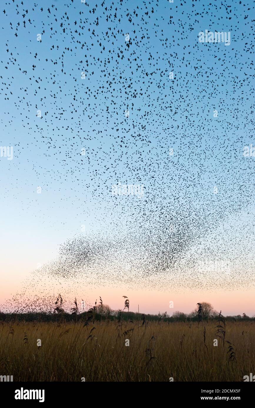 Das Schauspiel des Sternrauschens über dem Naturreservat Shapwick Heath in den Avalon Marshes in Somerset, England, Großbritannien. Stockfoto