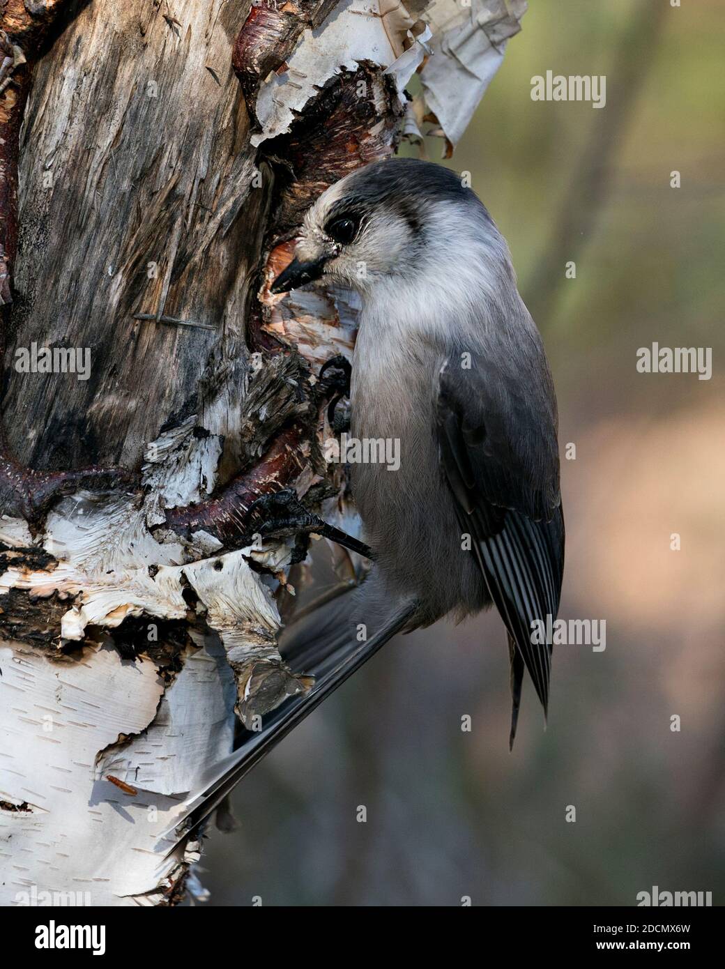 Grey Jay Nahaufnahme Profil Ansicht auf einem Birkenstamm mit einem unscharfen Hintergrund in seiner Umgebung und Lebensraum, zeigt graue Feder Gefieder Flügel Stockfoto