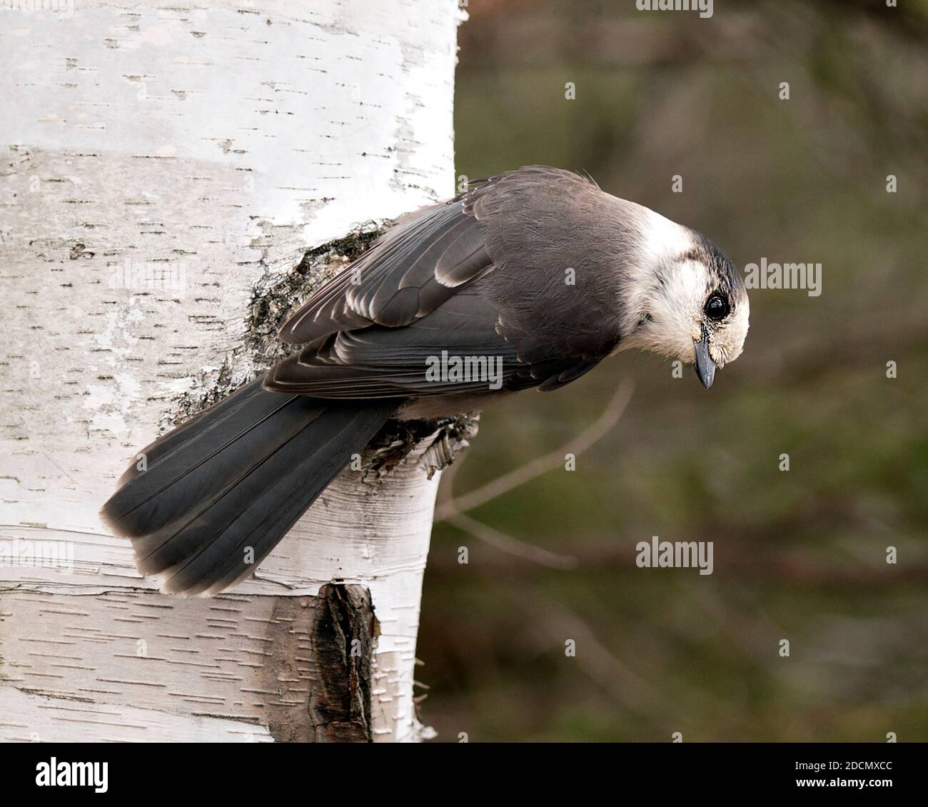 Grey Jay Nahaufnahme Profil Ansicht auf einem Birkenstamm mit einem unscharfen Hintergrund in seiner Umgebung und Lebensraum, zeigt graue Feder Gefieder Flügel Stockfoto