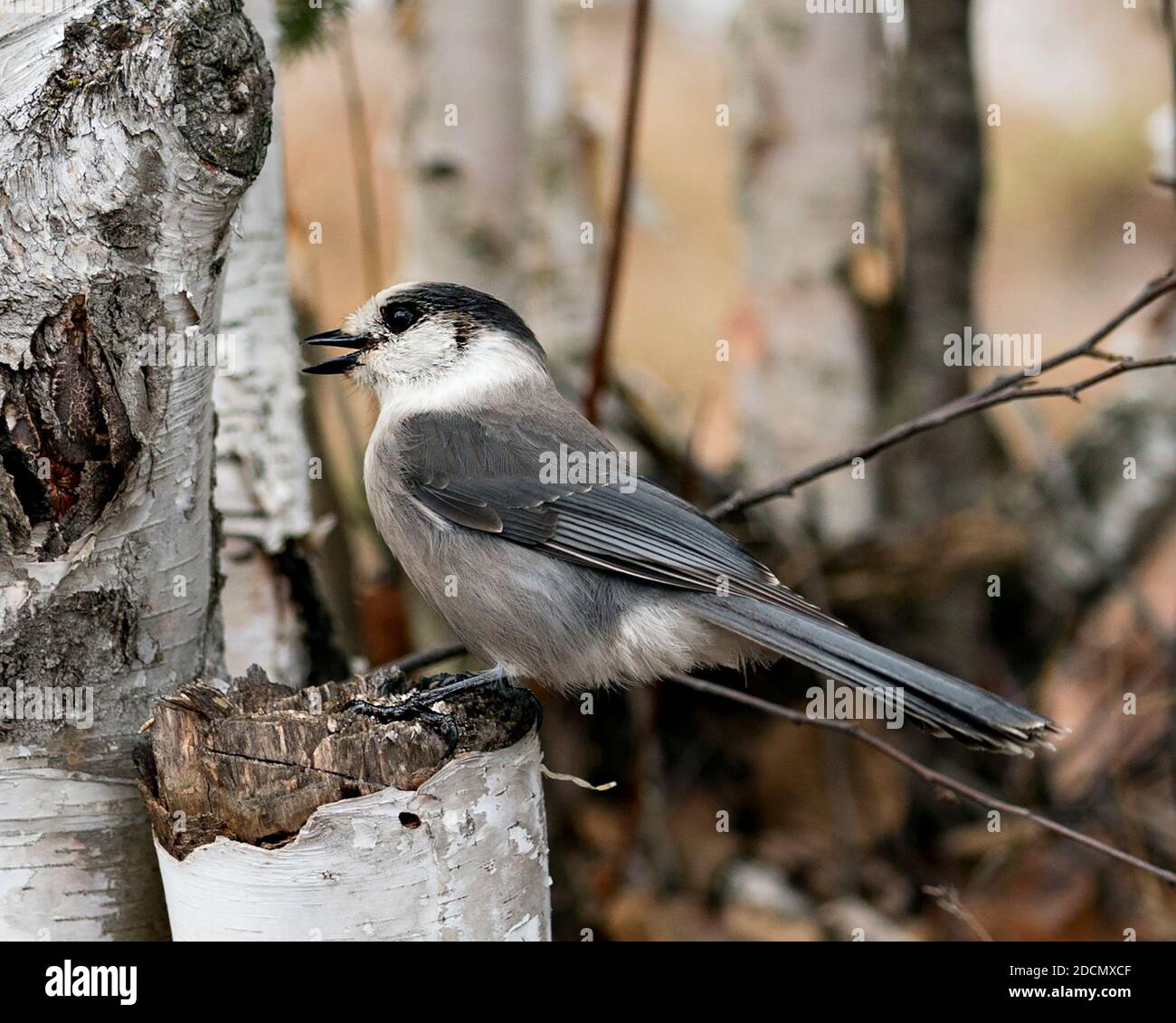 Grey Jay Nahaufnahme Profil Ansicht auf einem Birkenstamm mit einem unscharfen Hintergrund in seiner Umgebung und Lebensraum, zeigt offenen Schnabel, graue Feder Gefieder Stockfoto