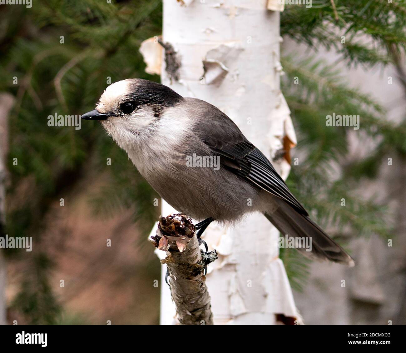 Grey Jay Nahaufnahme Profil Ansicht auf einem Birkenzweig mit Ein unscharfer Hintergrund in seiner Umgebung und Lebensraum zeigt flauschig Graue Federgefieder Flügel Stockfoto