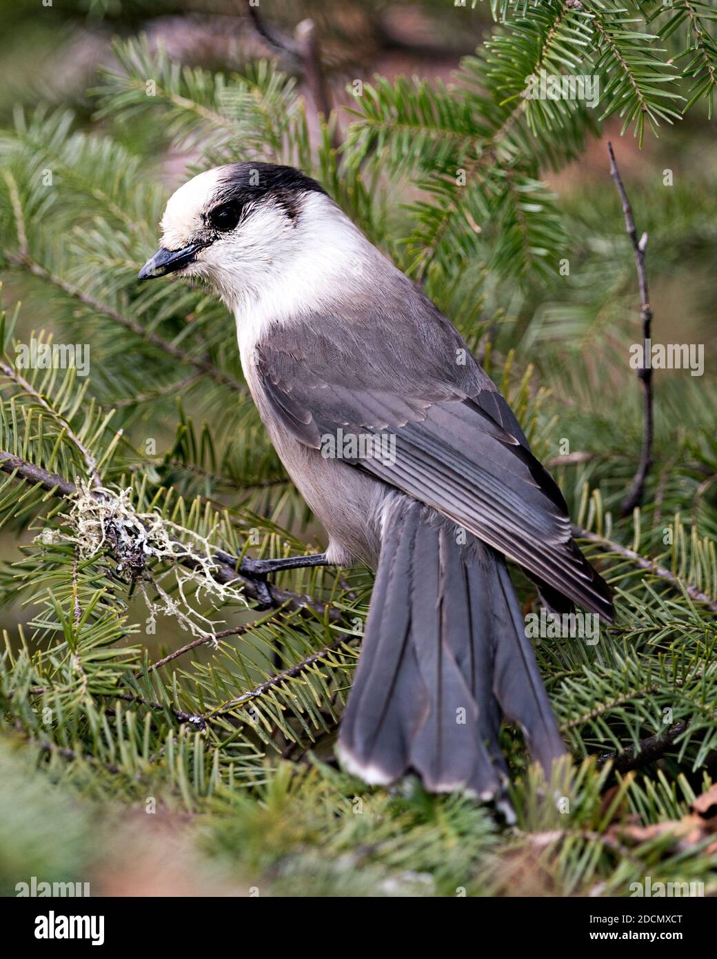 Grey Jay close-up Profil Ansicht auf einem Tannenzweig mit einem unscharfen Hintergrund in seiner Umgebung und Lebensraum thront, zeigt graue Feder Gefieder Stockfoto