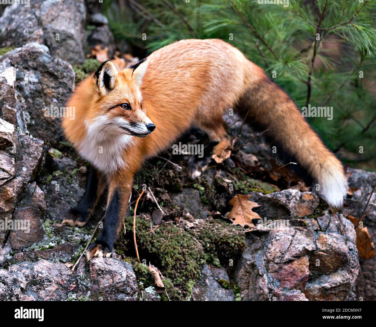 Rotfuchs Nahaufnahme Profilansicht stehend auf einem großen Moosfelsen mit einem Kiefernhintergrund in seiner Umgebung und Lebensraum mit Fuchsschwanz, buschiger Schwanz, Stockfoto