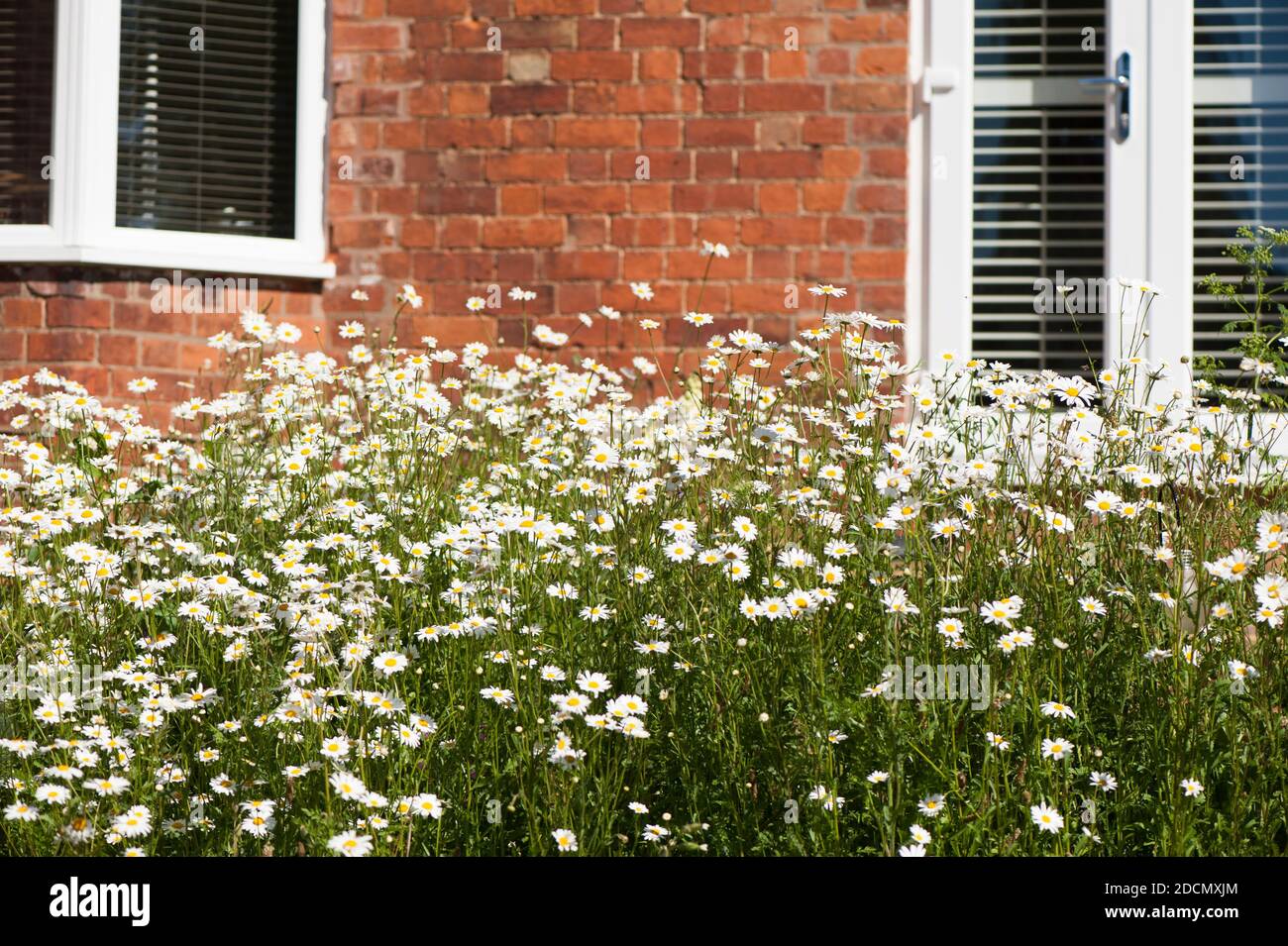 Wildblumenwiese von meist Oxeye Daisies, Leucanthemum vulgare, vor einem roten Backsteinhaus, England, UK Stockfoto