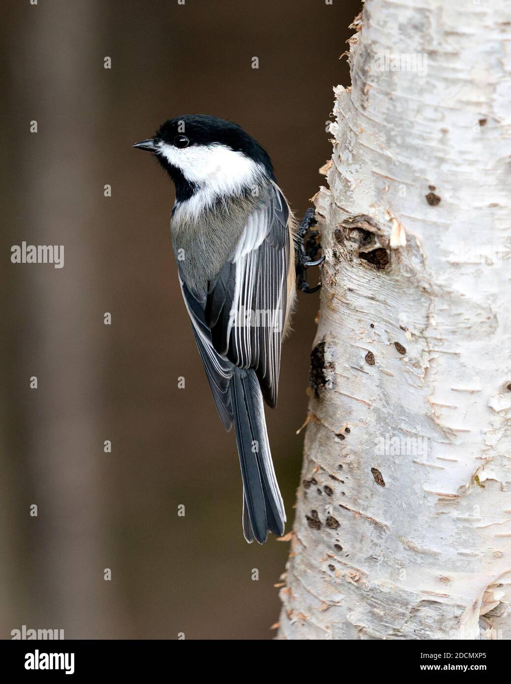 Chickadee Nahaufnahme Profil Ansicht auf einem Birkenstamm mit einem verschwommenen Hintergrund in seiner Umgebung und Lebensraum, zeigt graue Feder Gefieder Flügel. Stockfoto
