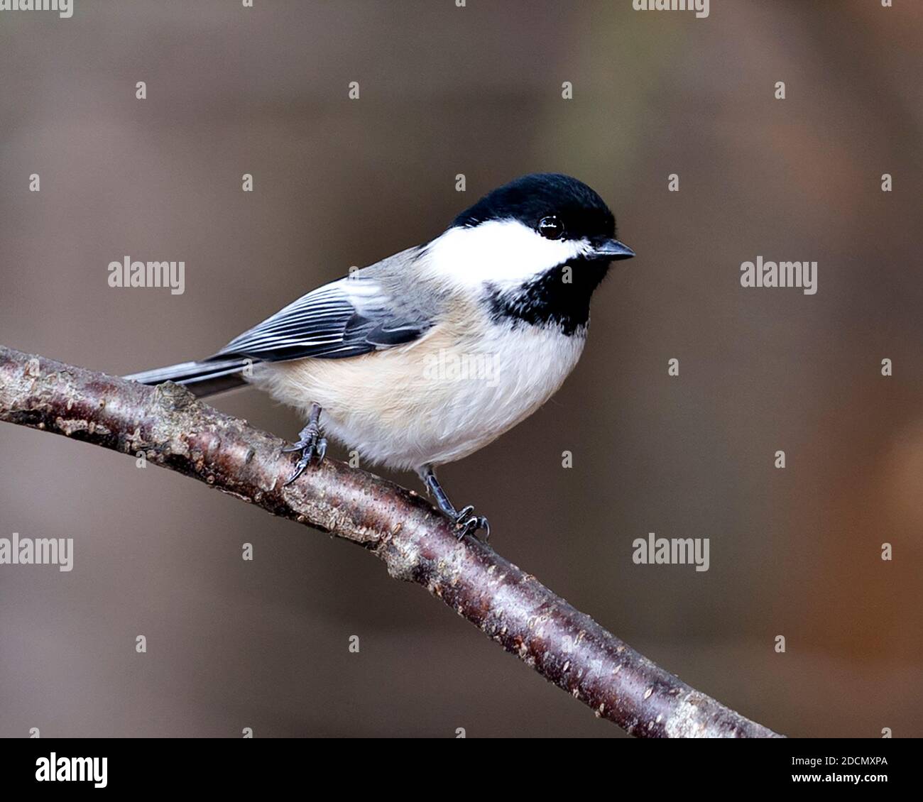 Chickadee Nahaufnahme Profil Ansicht auf einem Baum Zweig mit einem verschwommenen Hintergrund in seiner Umgebung und Lebensraum, zeigt graue Feder Gefieder Flügel und Schwanz Stockfoto