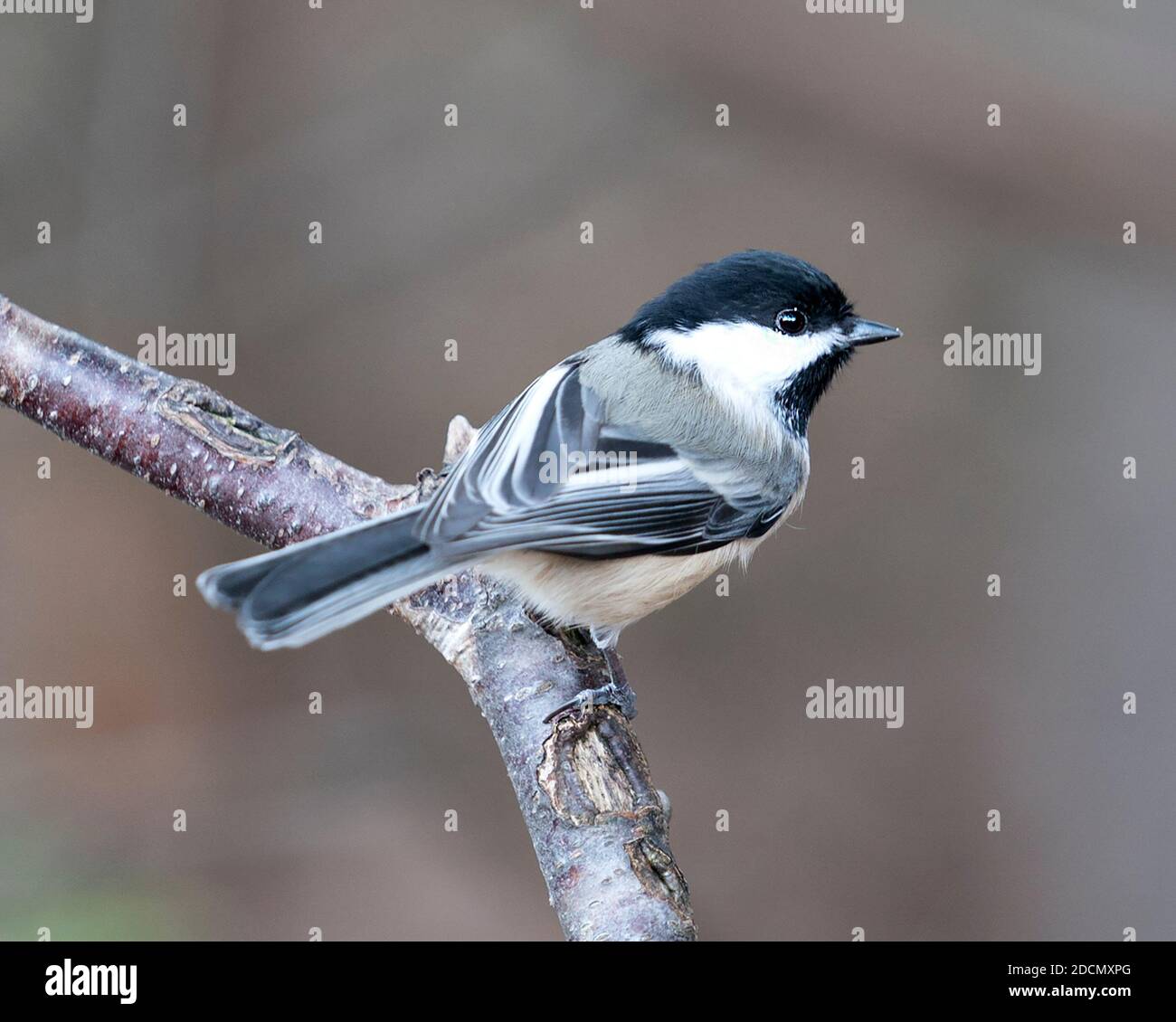 Chickadee Nahaufnahme Profil Ansicht auf einem Baum Zweig mit einem verschwommenen Hintergrund in seiner Umgebung und Lebensraum, zeigt graue Feder Gefieder Flügel und Schwanz Stockfoto