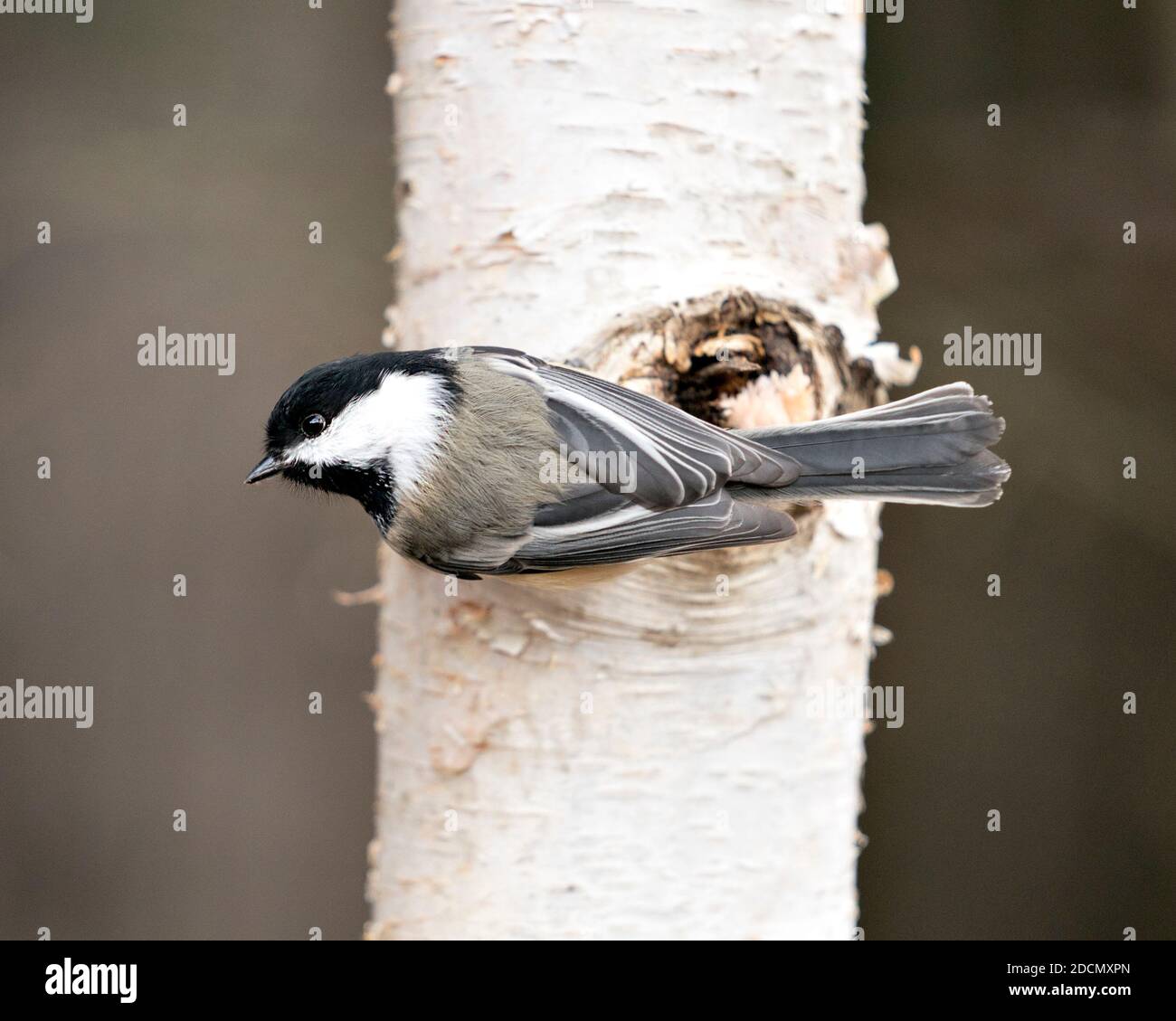 Chickadee Nahaufnahme Profil Ansicht auf einem Birkenstamm mit einem verschwommenen Hintergrund in seiner Umgebung und Lebensraum, zeigt graue Feder Gefieder Flügel. Stockfoto