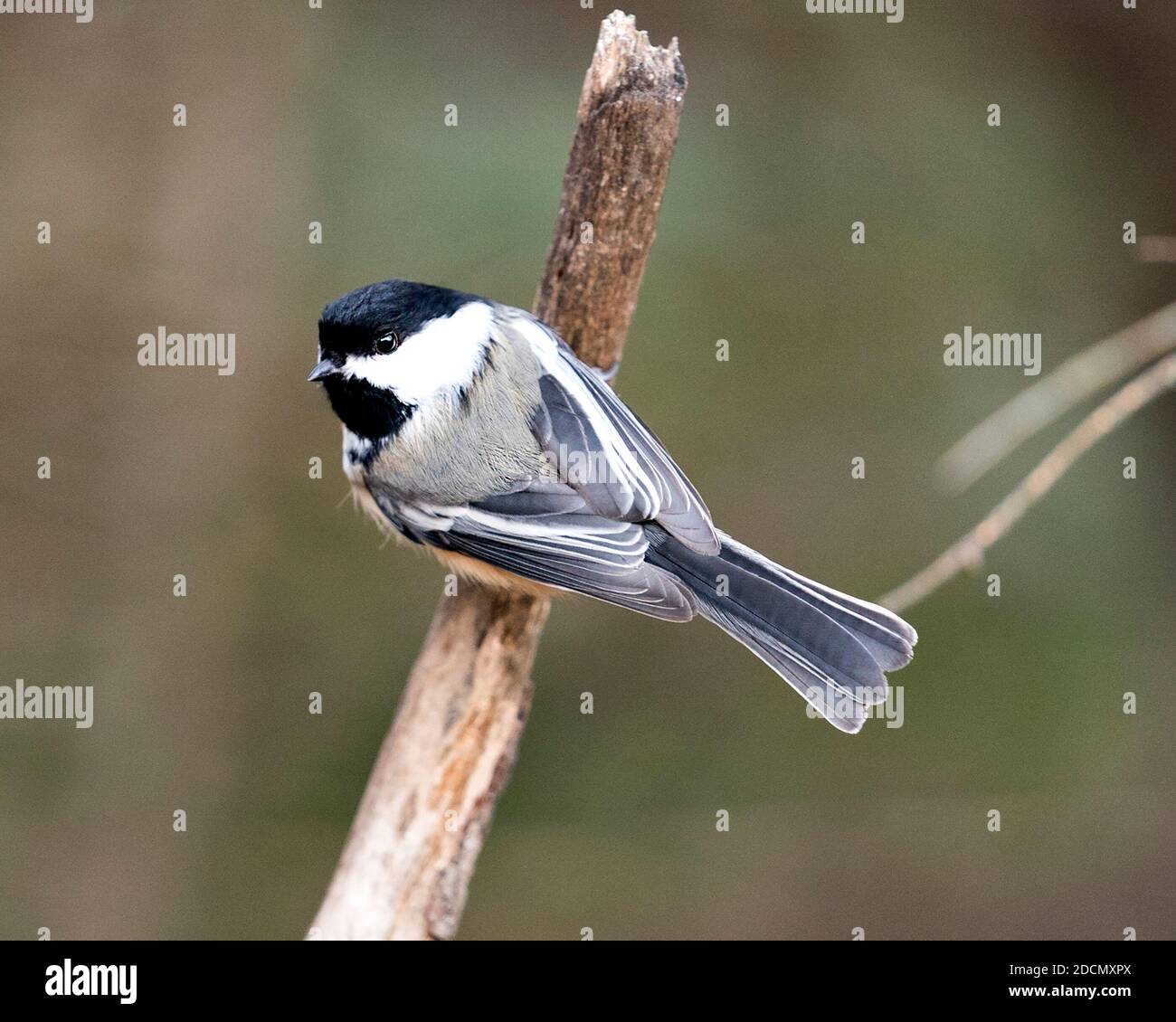 Chickadee Nahaufnahme Profil Ansicht auf einem Baum Zweig mit einem verschwommenen Hintergrund in seiner Umgebung und Lebensraum, zeigt graue Feder Gefieder Flügel und Schwanz Stockfoto