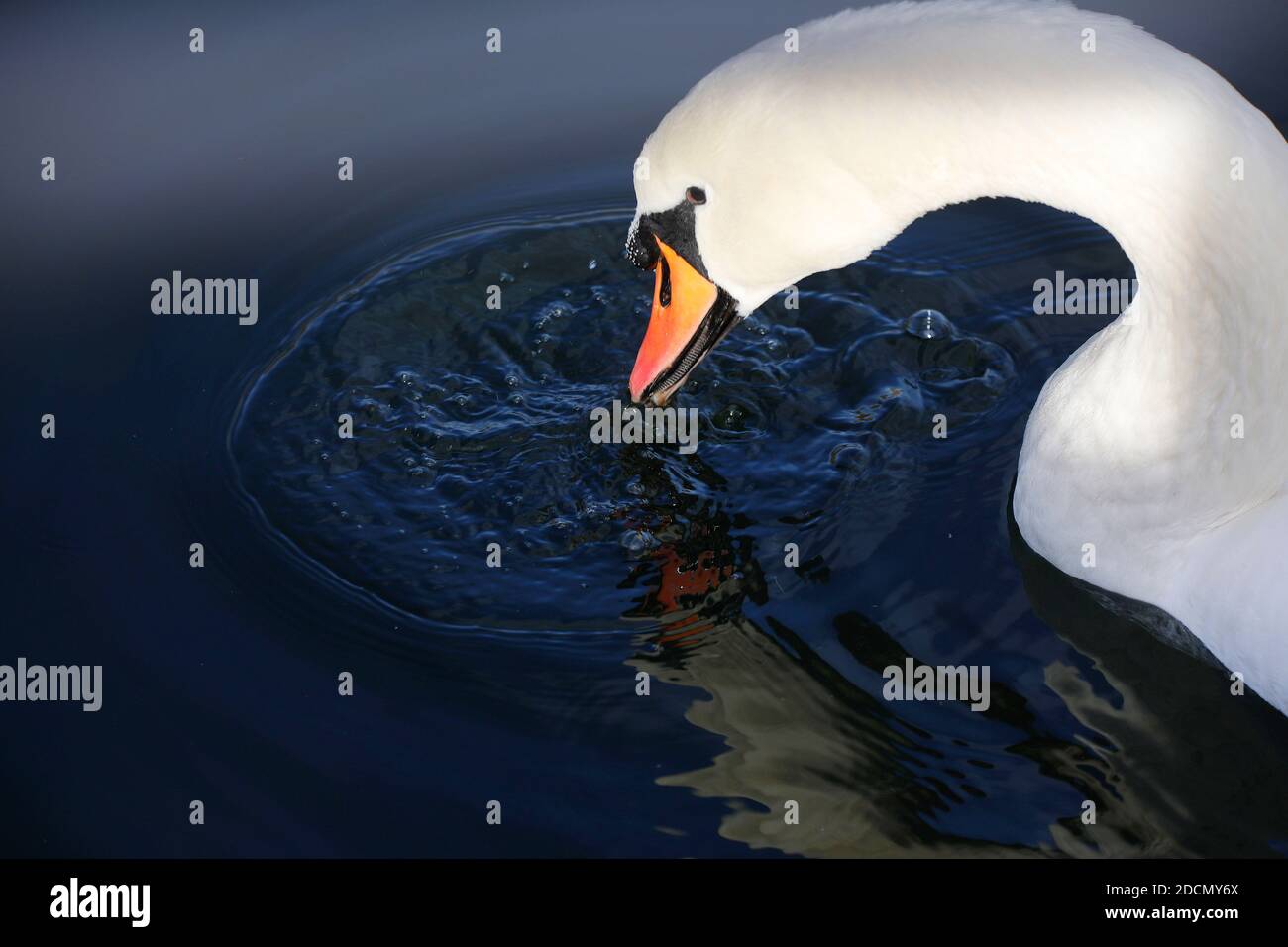 Ein stummiger Schwan (cygnus olor) im Ziegeleipark, Heilbronn, Deutschland Stockfoto