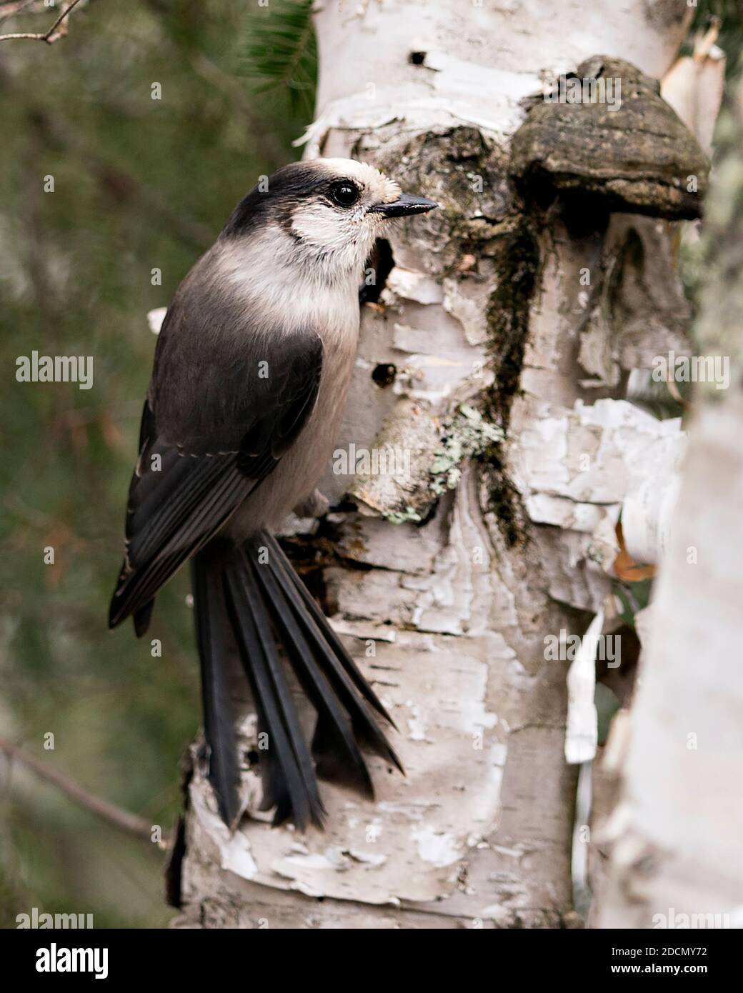Grey Jay Nahaufnahme Profil Ansicht auf einem Birkenstamm mit einem unscharfen Hintergrund in seiner Umgebung und Lebensraum, zeigt graue Feder Gefieder Flügel Stockfoto