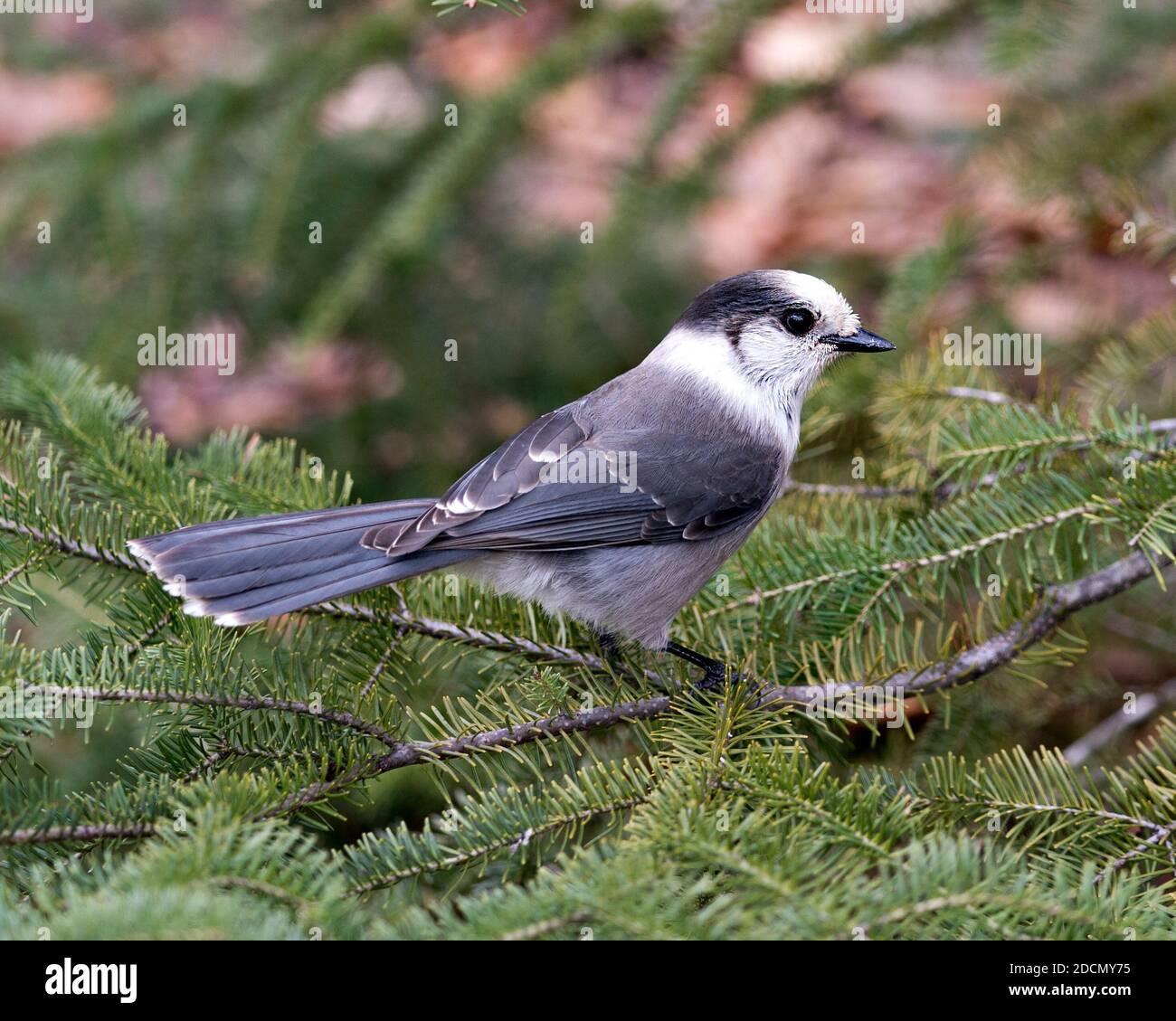 Grey Jay close-up Profil Ansicht auf einem Tannenzweig in seiner Umgebung und Lebensraum thront, zeigt graue Feder Gefieder und Vogelschwanz. Weihnachten Stockfoto