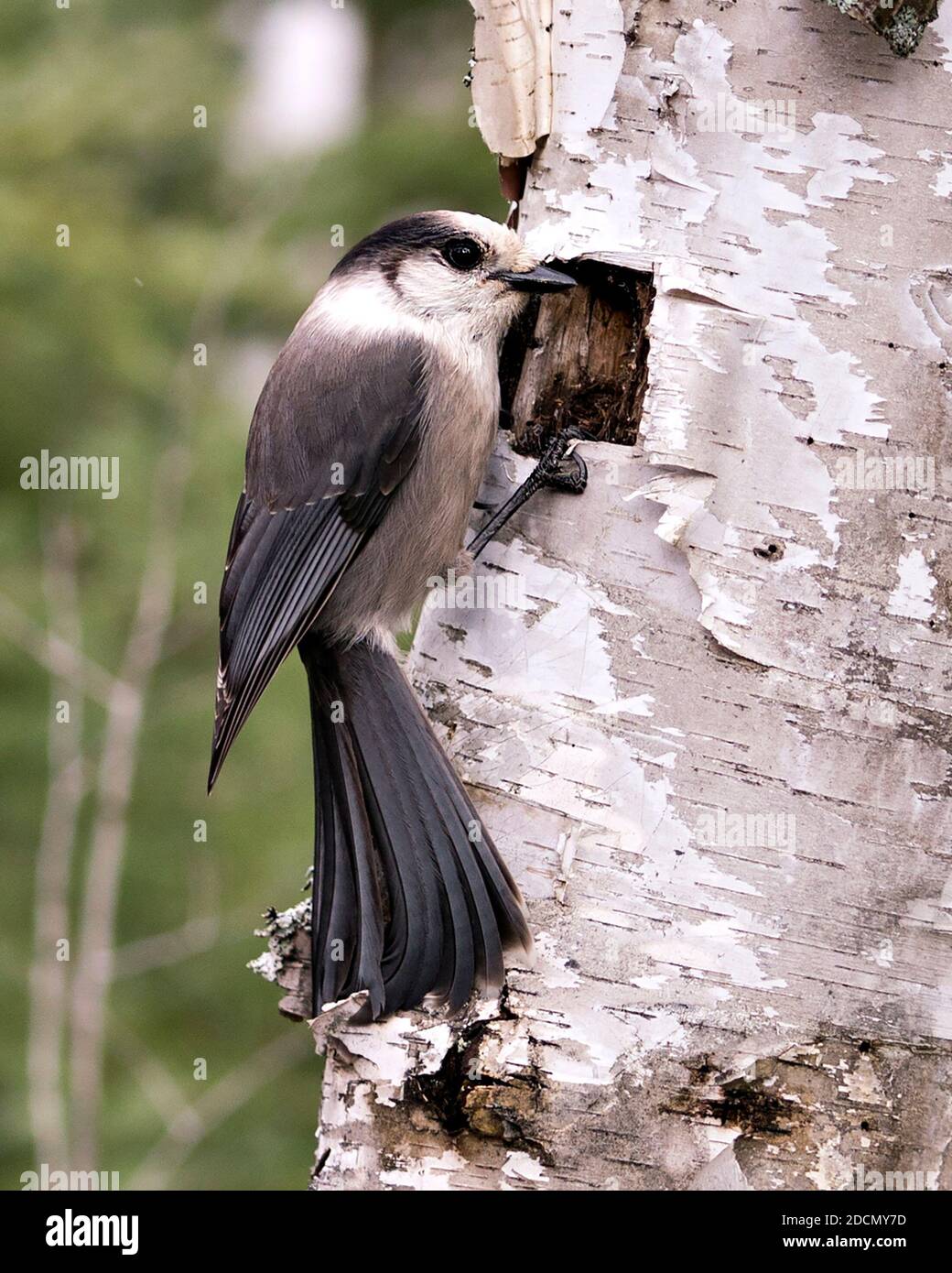 Grey Jay Nahaufnahme Profil Ansicht auf einem Birkenstamm mit einem unscharfen Hintergrund in seiner Umgebung und Lebensraum, zeigt graue Feder Gefieder Flügel Stockfoto