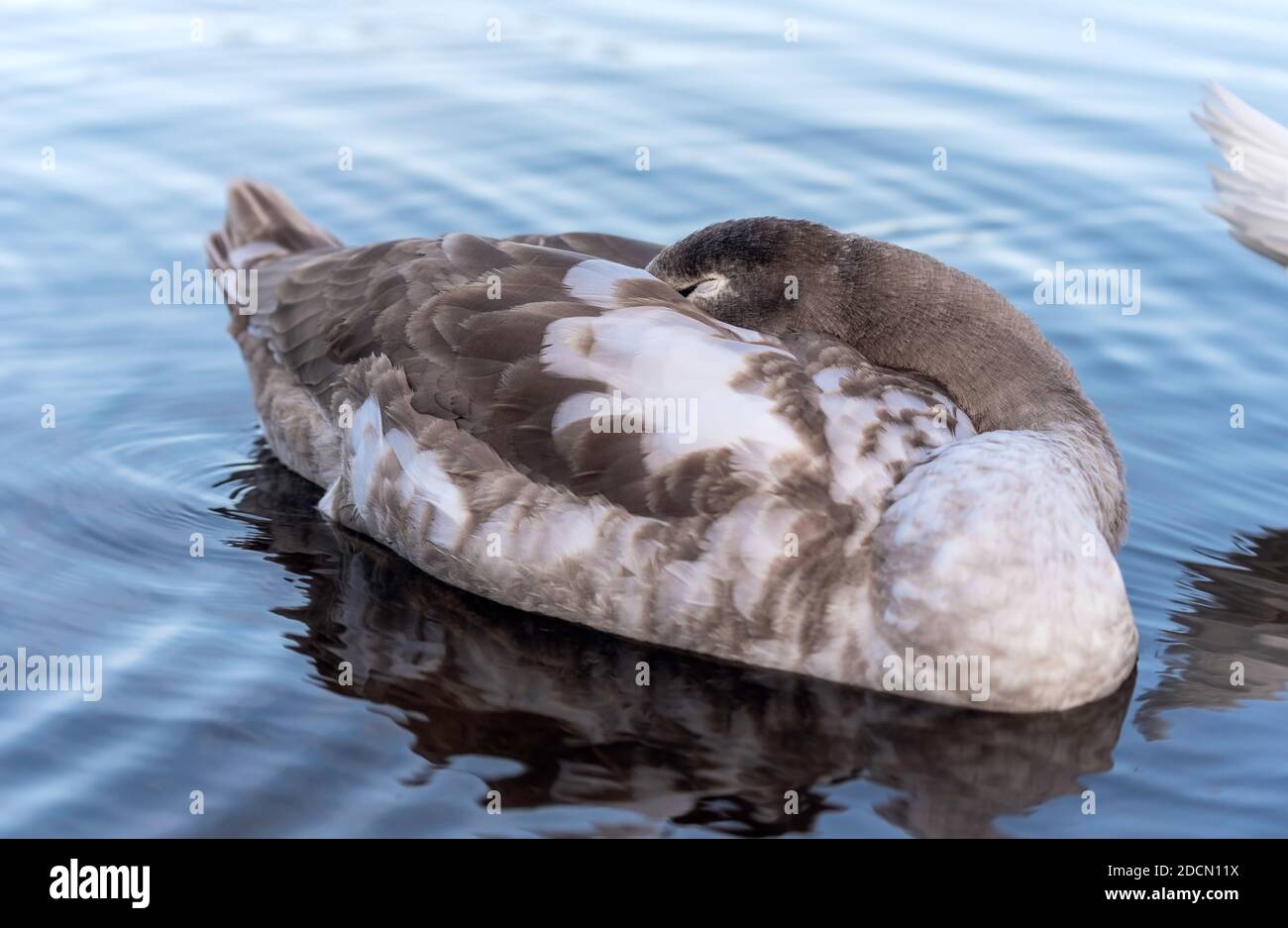 Der junge graue und weiße Stumme Schwan (Cygnus olor) schläft an einem See. Vogel ändert sein Gefieder von grau zu weiß. Stockfoto