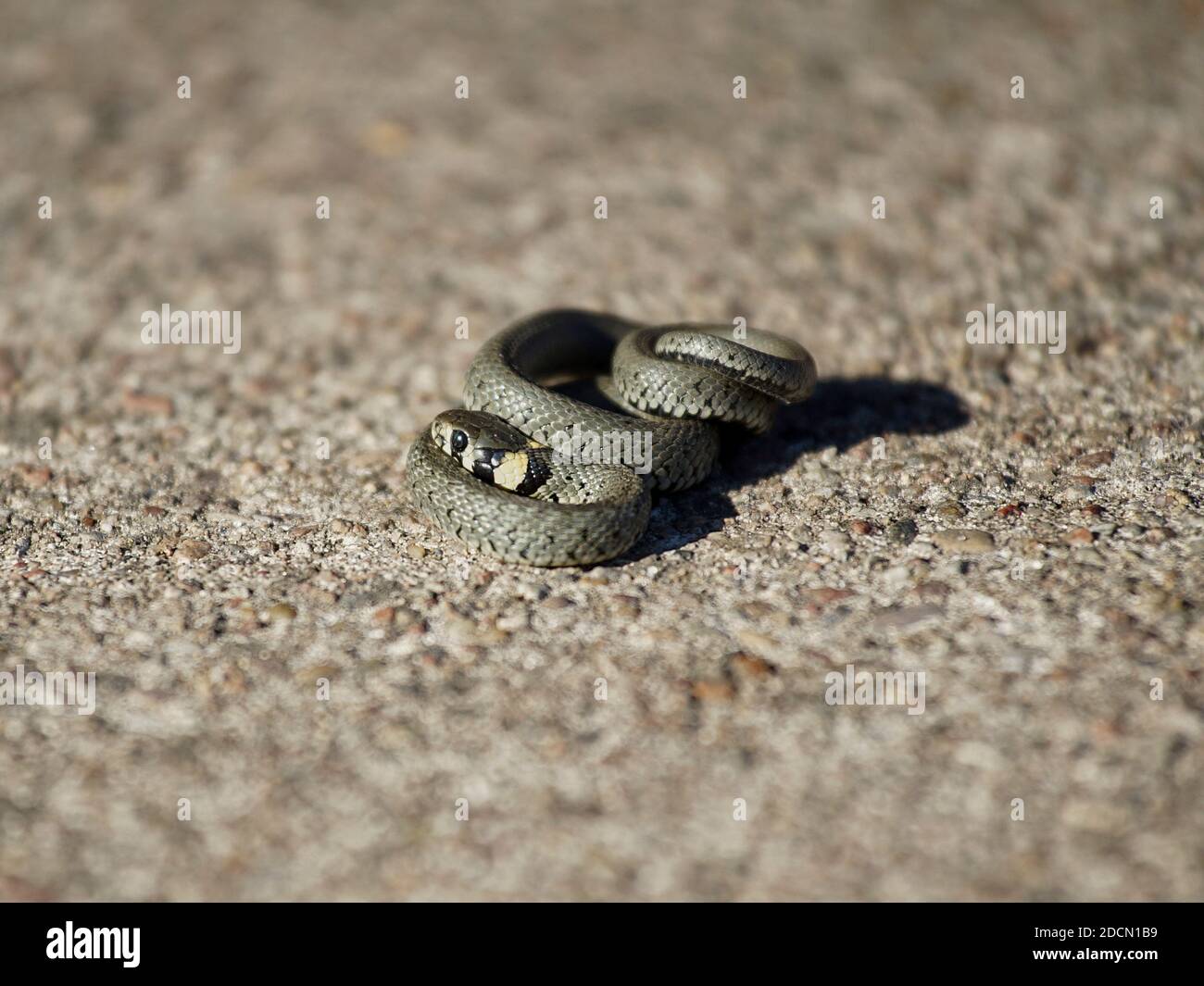 Junge Grasnatter strahlende Sonne Stockfoto