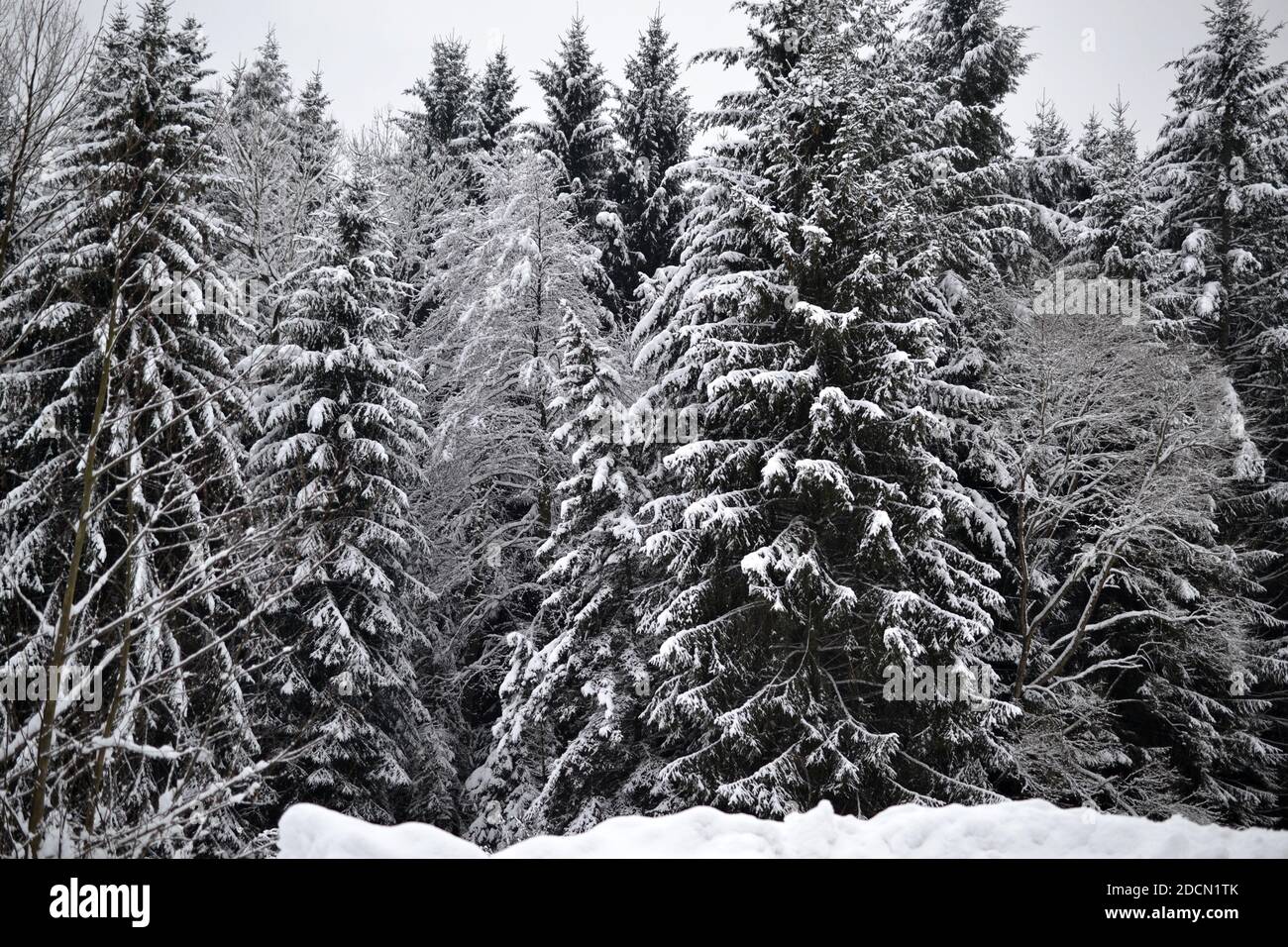 Schnee Winter Wald Weihnachten Winter wonderland Sunset Stockfoto