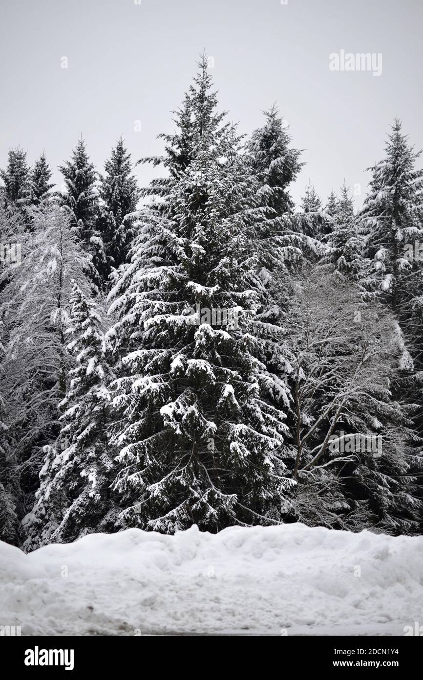 Schnee Winter Wald Weihnachten Winter wonderland Sunset Stockfoto