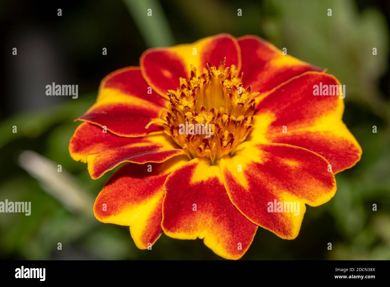 Schöne Ringelblume Blume im Sommergarten. Gelbe und rote Blume vermischen. Ringelblume Hintergrund oder Tagetes Karte Stockfoto