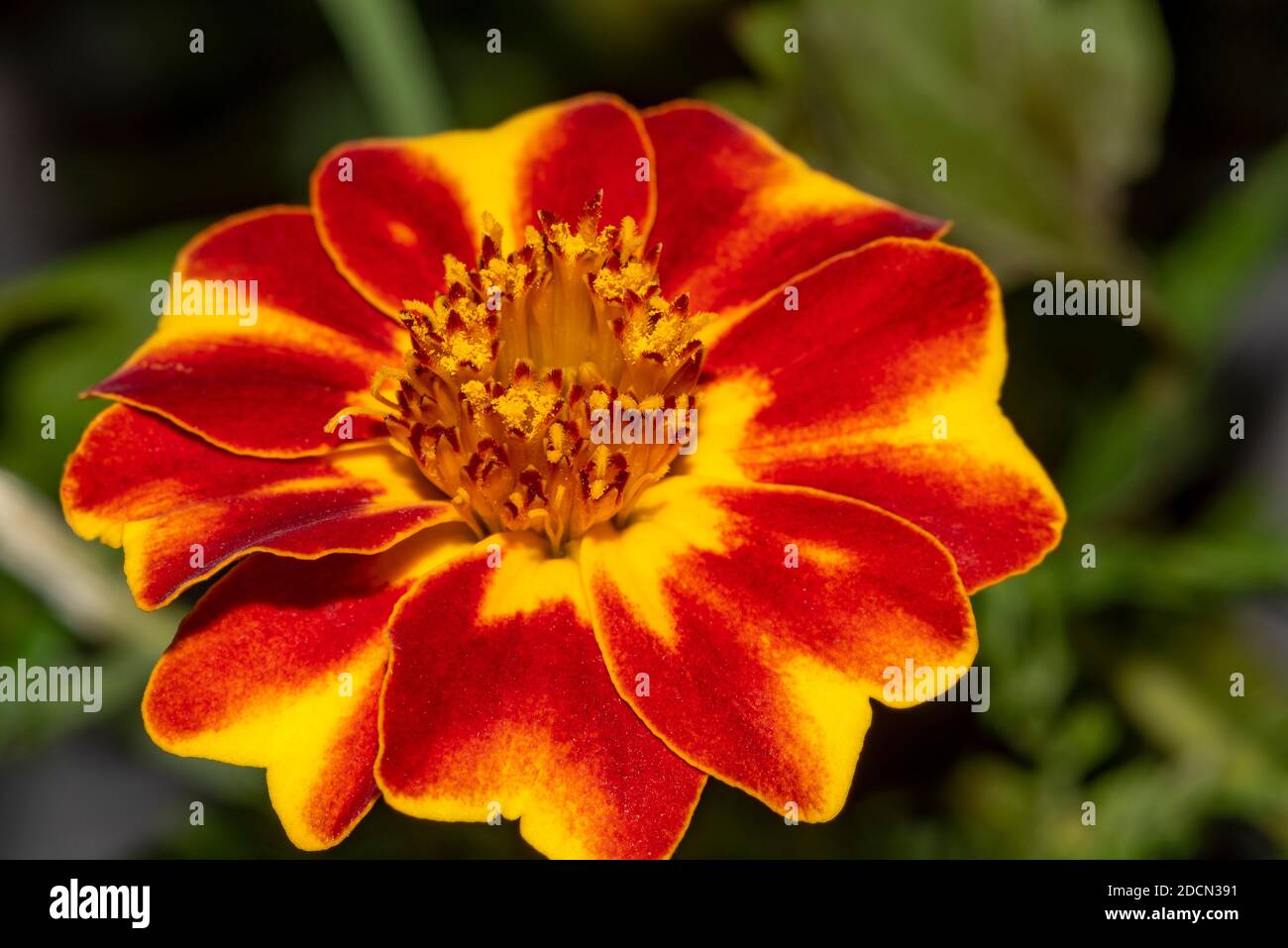 Schöne Ringelblume Blume im Sommergarten. Gelbe und rote Blume vermischen. Ringelblume Hintergrund oder Tagetes Karte Stockfoto