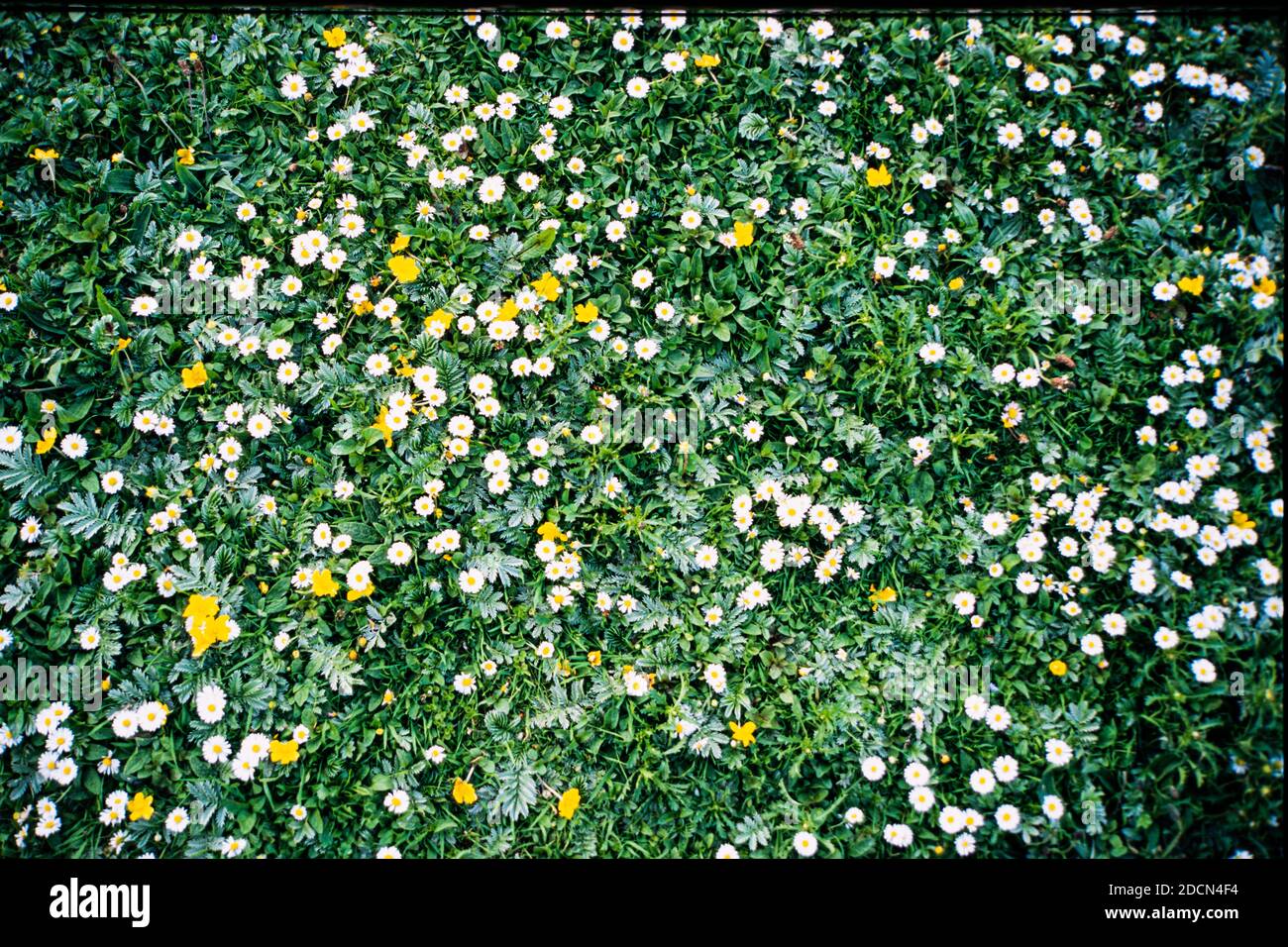 Ein Garten Rasen mit Butterblumen und Gänseblümchen bedeckt, Großbritannien Stockfoto