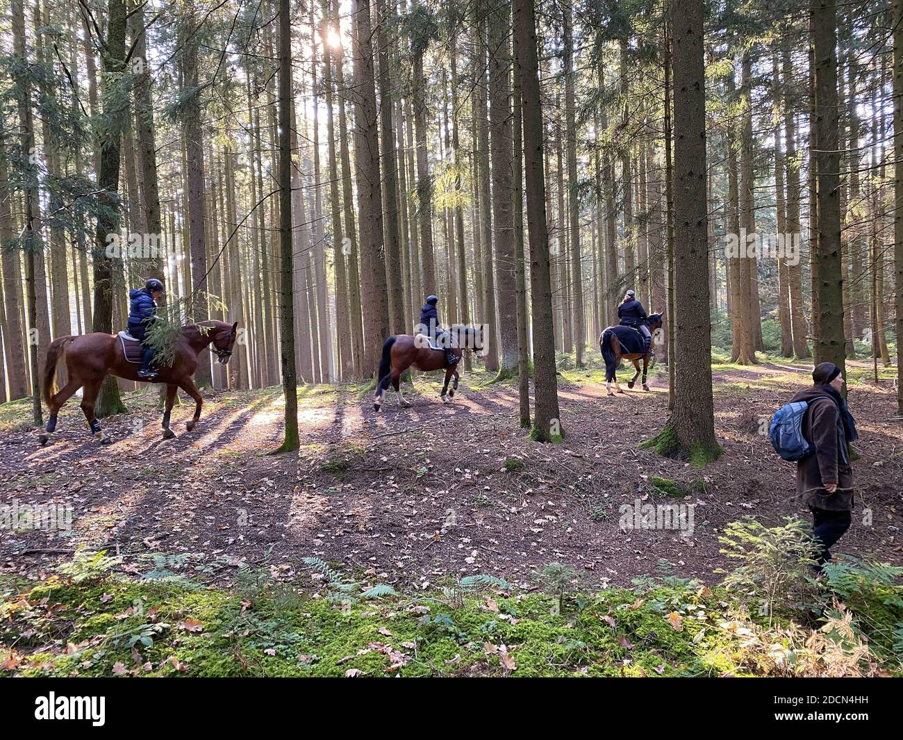 Eine Frau geht im Herbst durch den Wald, Baden im Wald oder shinrin-yoku am 22. November 2020 in Pfaffenhofen a.d.Ilm, Bayern, Deutschland. Waldbad – hat die Macht, Krankheiten wie Krebs, Schlaganfälle, Magengeschwüre, Depressionen zu begegnen. Der Begriff entstand in Japan in den 1980er Jahren als physiologische und psychologische Übung namens shinrin-yoku ("Waldbaden" oder "im Wald nehmen). © Peter Schatz / Alamy Stock Photos MODELL FREIGEGEBEN Stockfoto