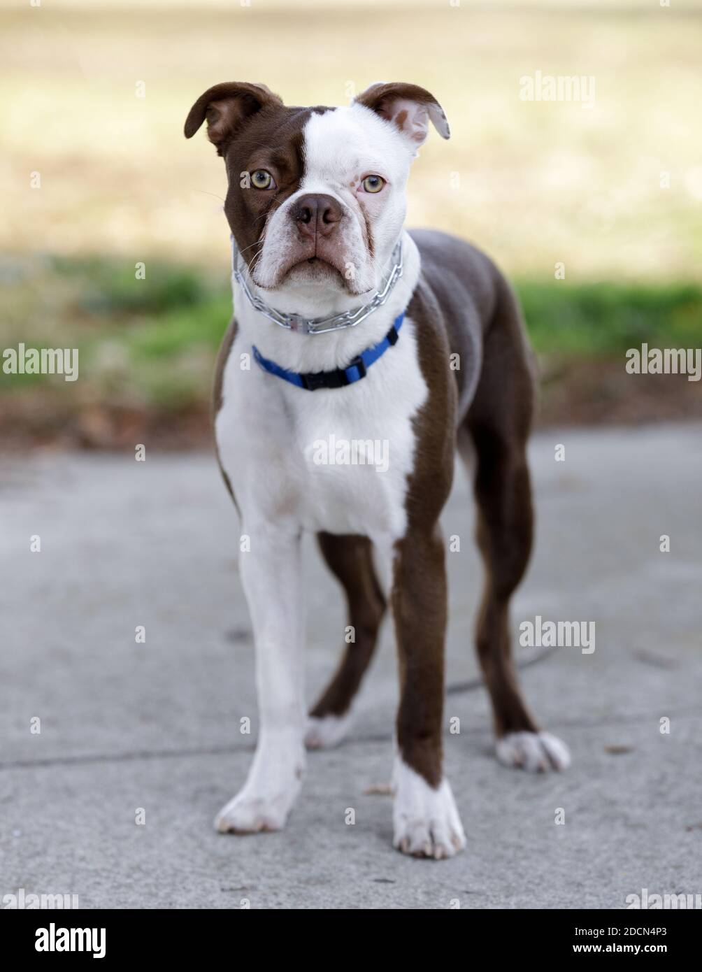 Boston Terrier Hündin mit weißem und braunem Fell. Stockfoto