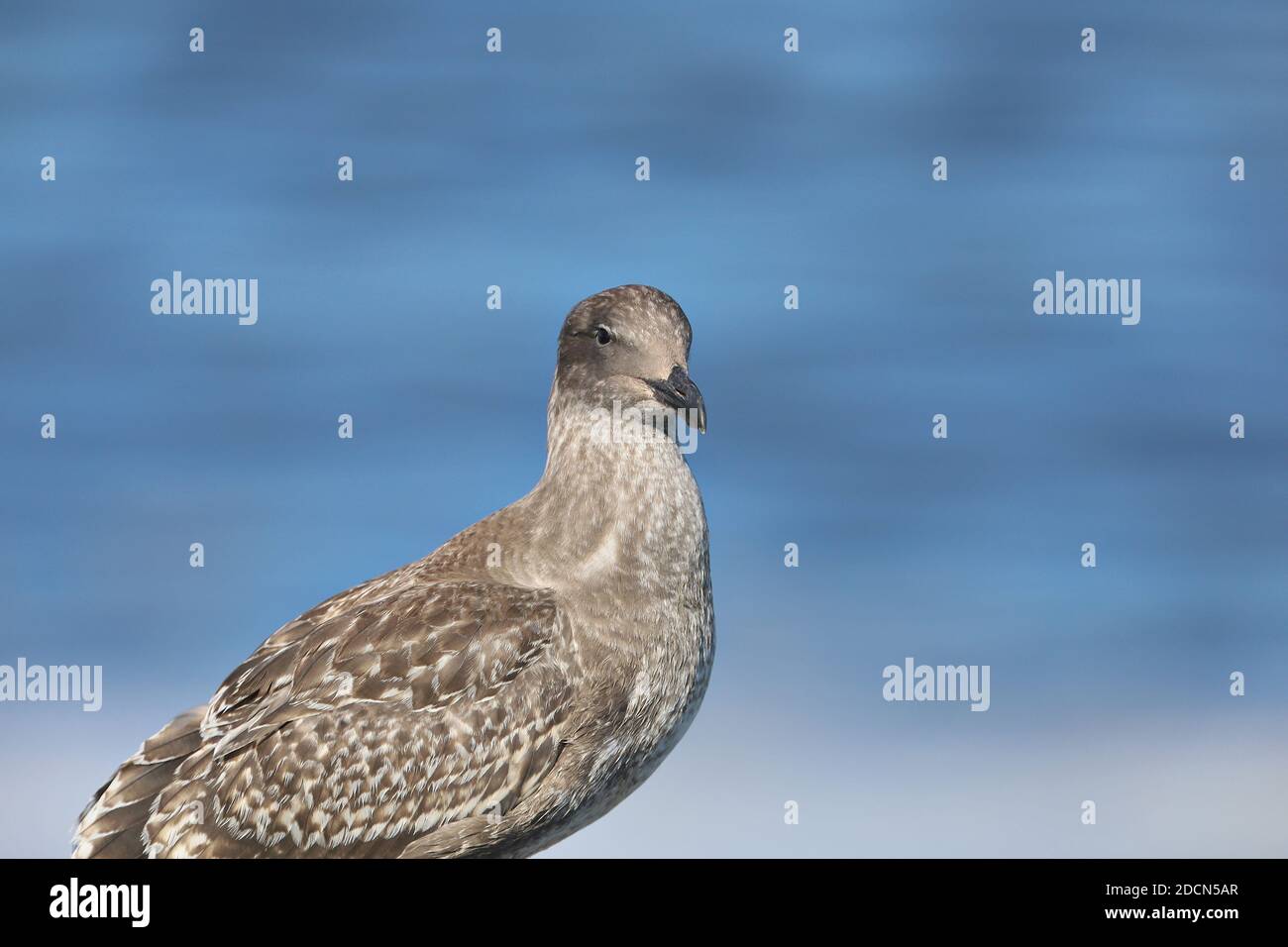 Kalifornische Braunmöwe Stockfoto