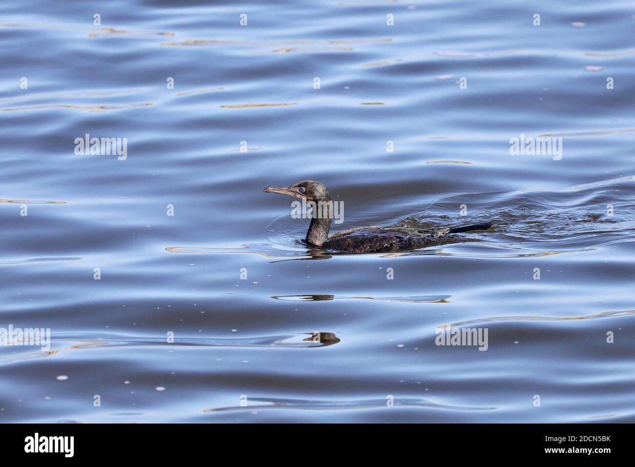 Kormoran Am Elkhorn Slough Stockfoto