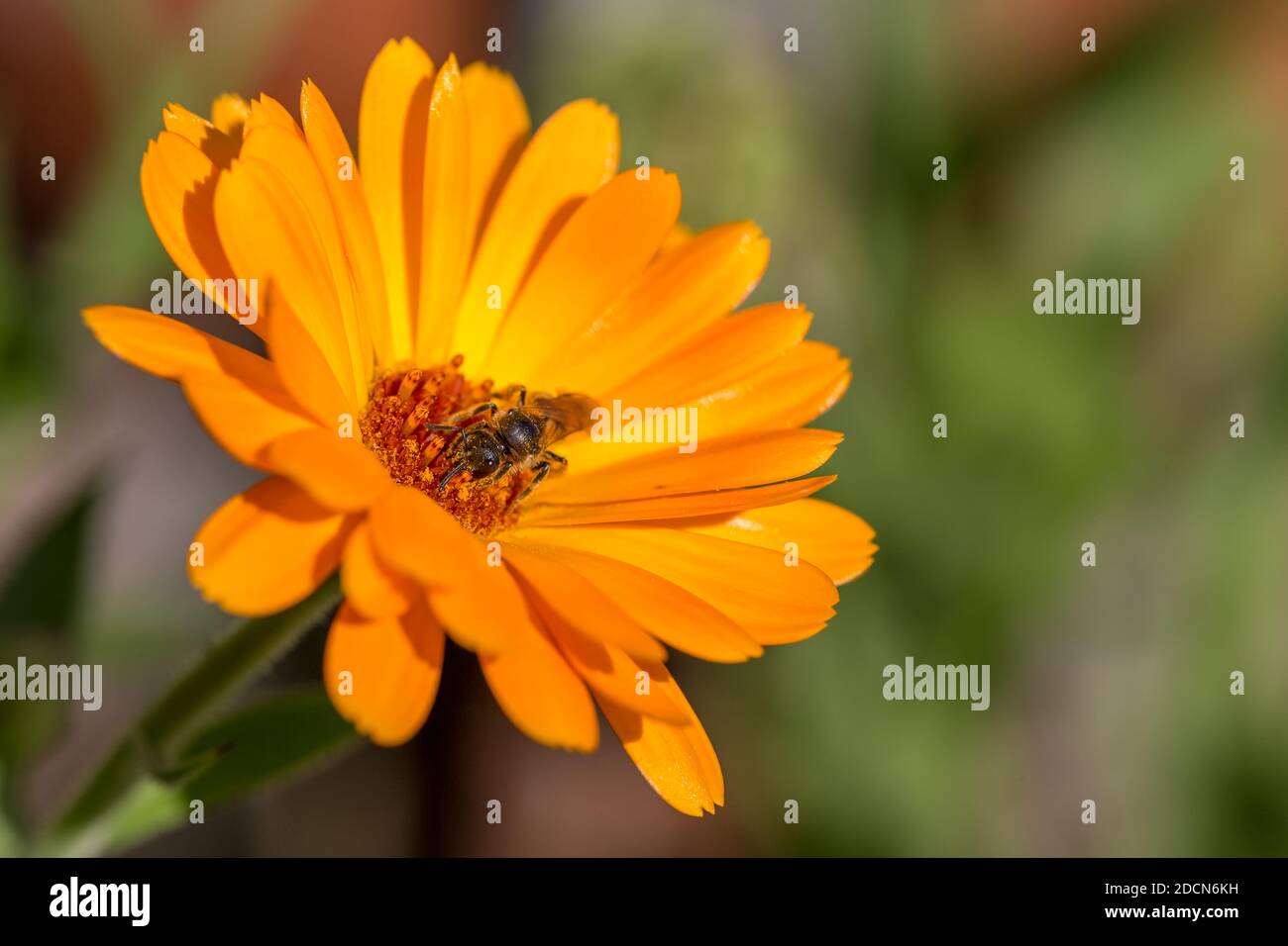 Biene mit Pollen bedeckt, die Nektar aus einer leuchtend orangefarbenen  Ringelblumenblüte sammelt Stockfotografie - Alamy