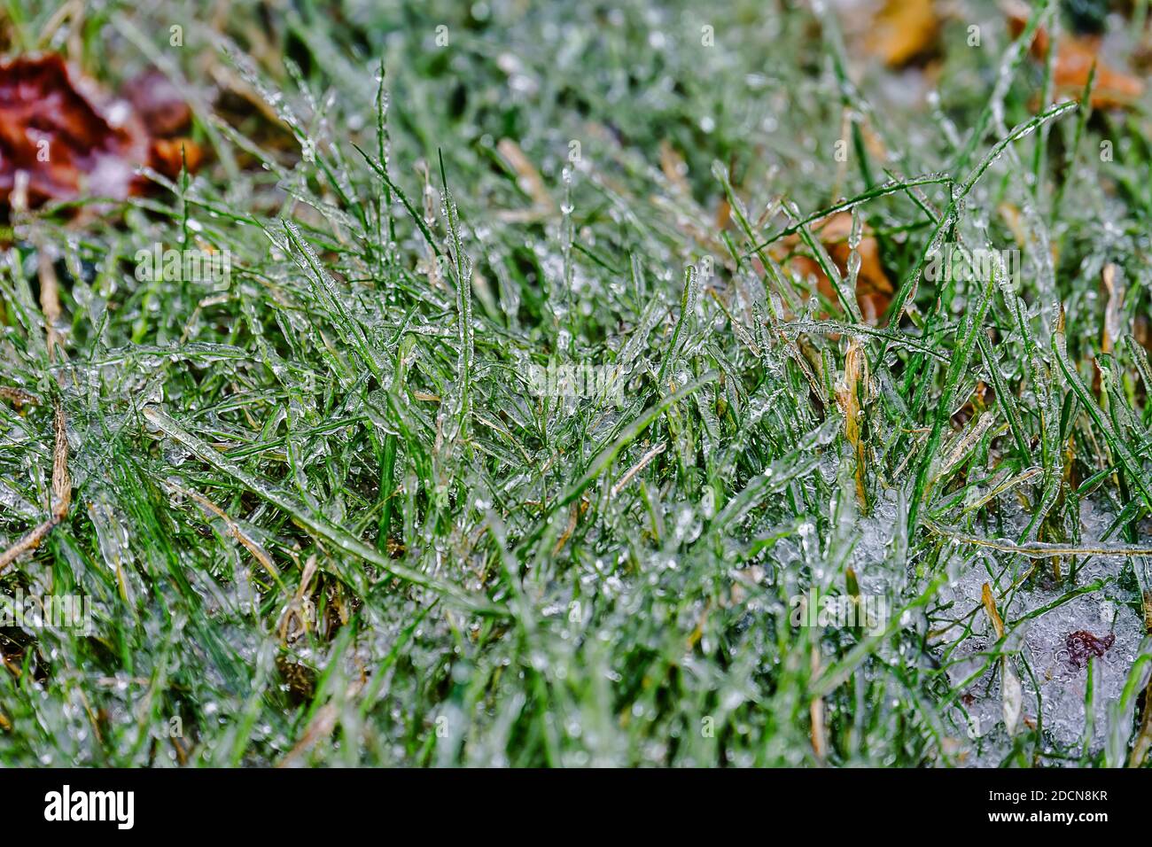 Natürlicher Hintergrund aus dem grünen Gras im Eis Stockfoto