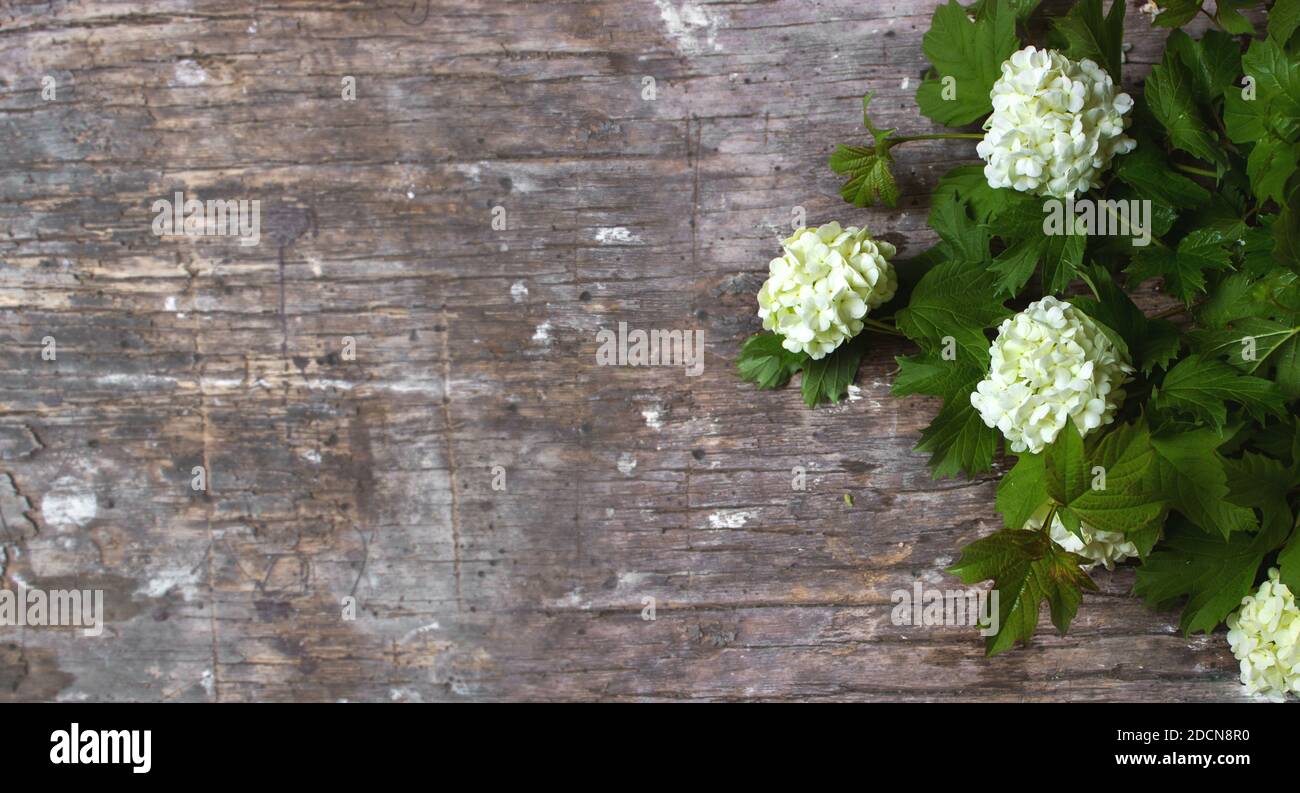 Unbeschriftete Karte mit Frühlingsblumen Viburnum Boulle-de-neig Blume auf grauem Hintergrund. Leerer Platz für Ihren Text. Draufsicht. Mockup Vorlage für Geschenkgutschein Stockfoto