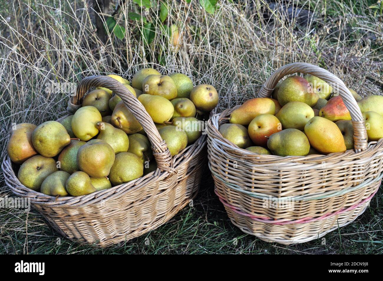 Frisch geerntete reife verschiedene Bio-Birnen im Gemüsegarten Stockfoto