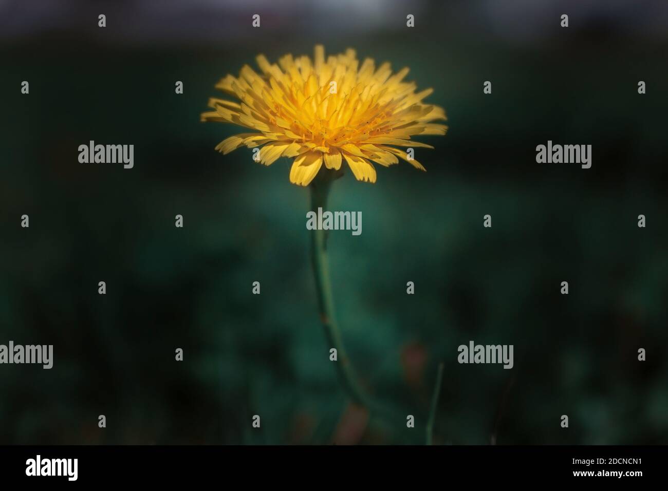 Die kleine Natur, die wir normalerweise nicht viel Aufmerksamkeit schenken Stockfoto