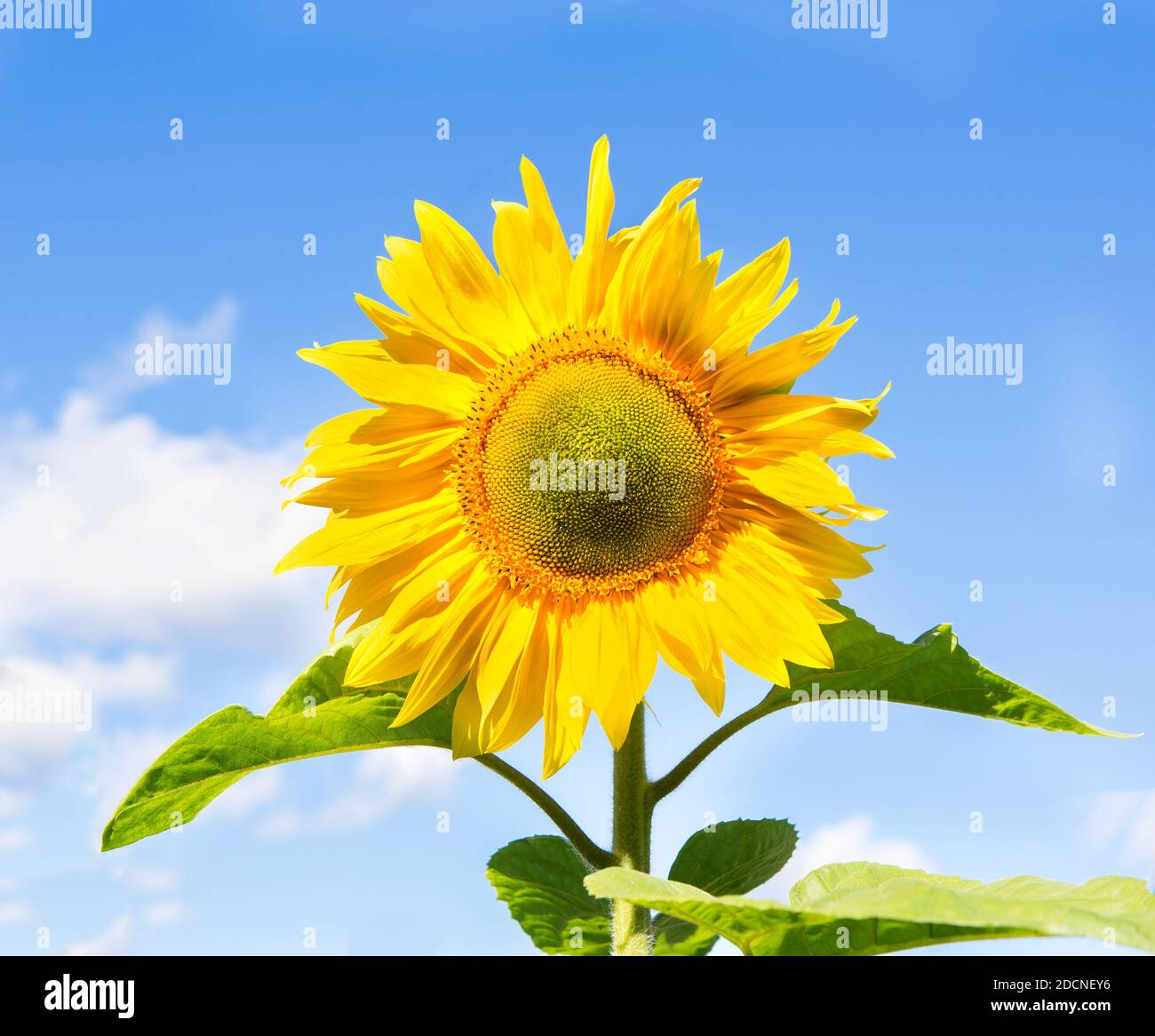 Sonnenblume. Blühende Sonnenblumen auf einem Hintergrund blauen Himmel. Herbstkonzept. Stockfoto