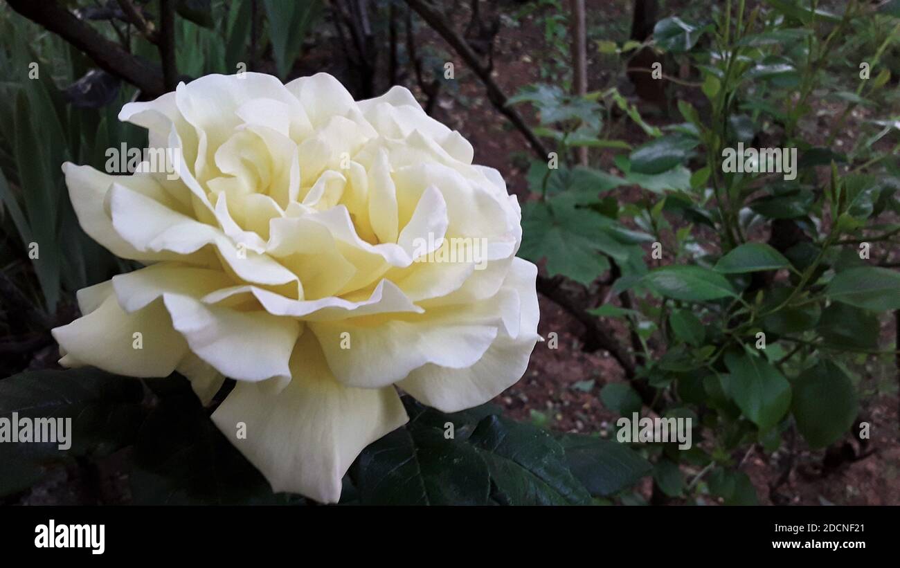 Nahaufnahme der weißen Rose. Stockfoto